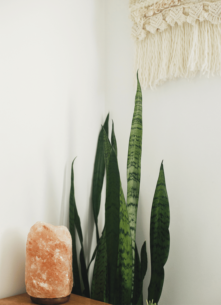 squarespace site decorative image (193).png
