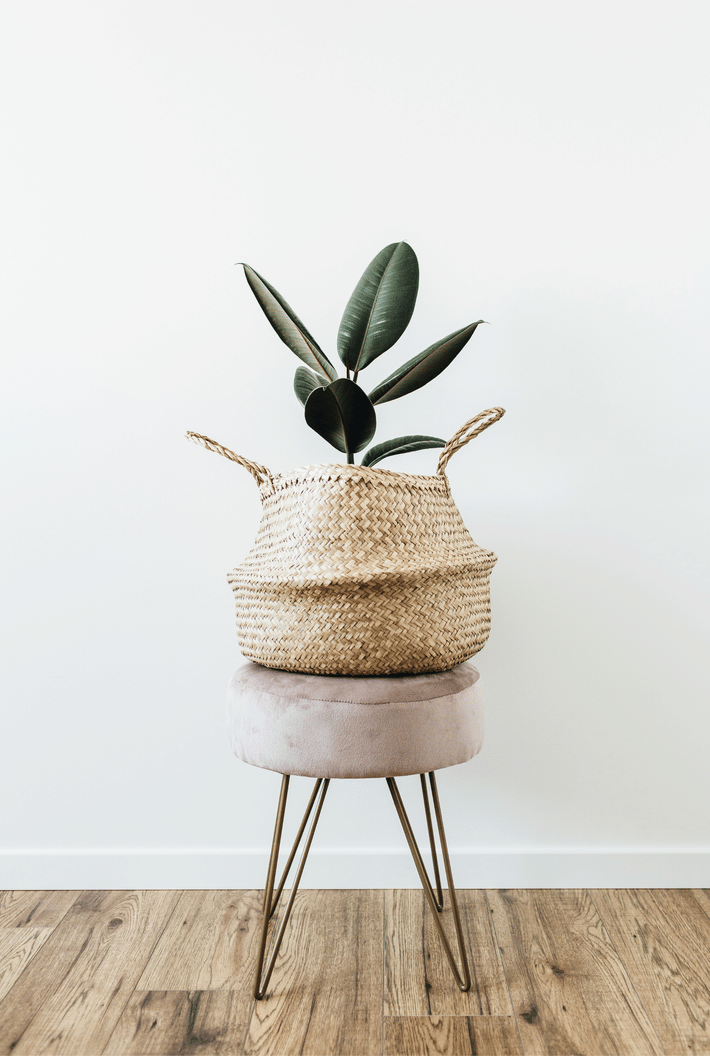 squarespace site decorative image (176).png