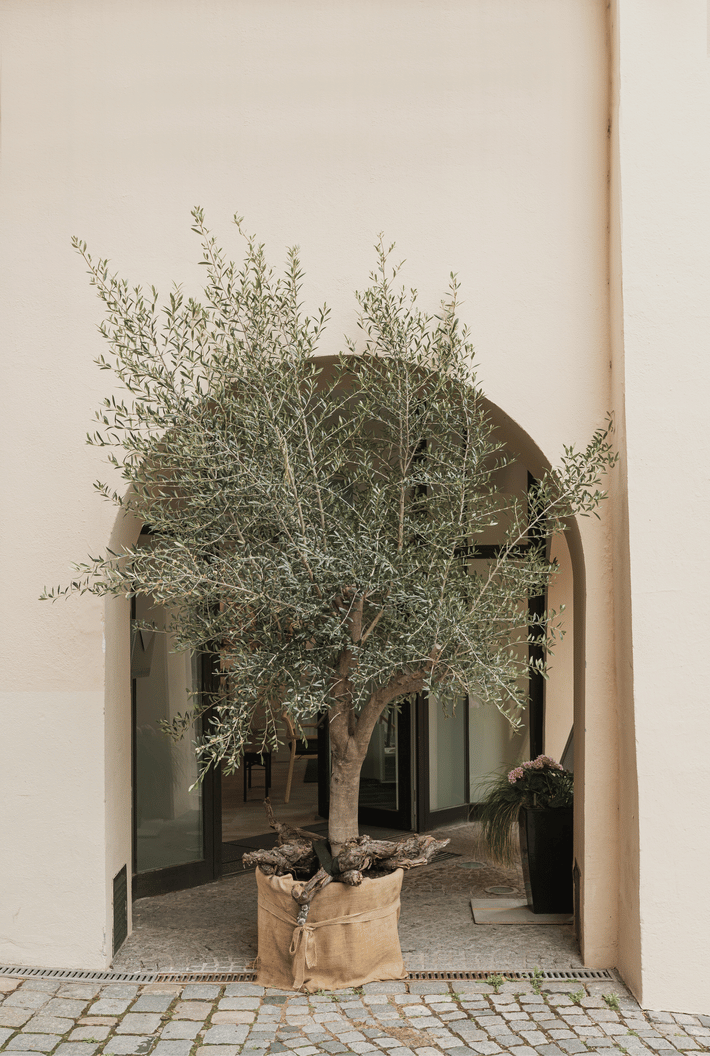 squarespace site decorative image (175).png