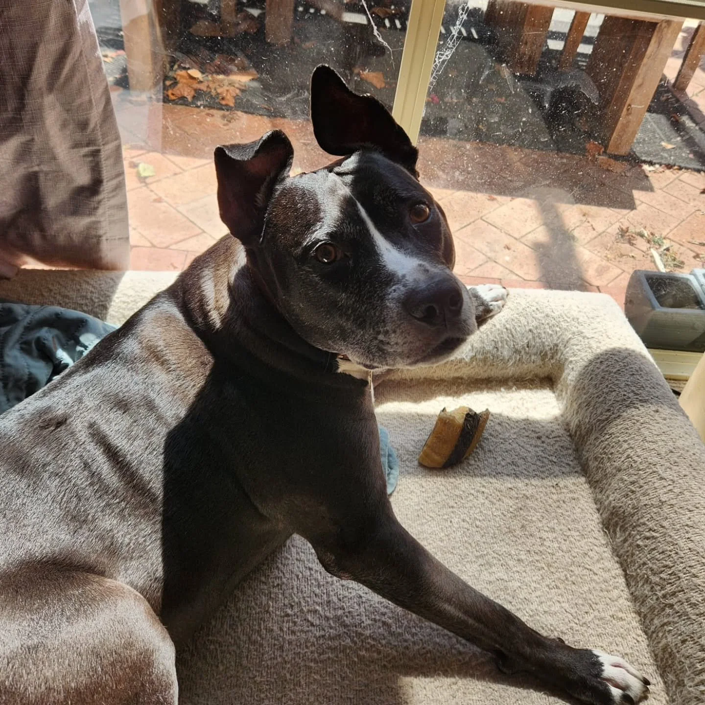 This is Muttley, my dog.  And last week this smiling face helped me see a different perspective on one of the common challenges I see implementing change.  You see, Muttley is resistant to change.

The change I made was to move my office around at ho