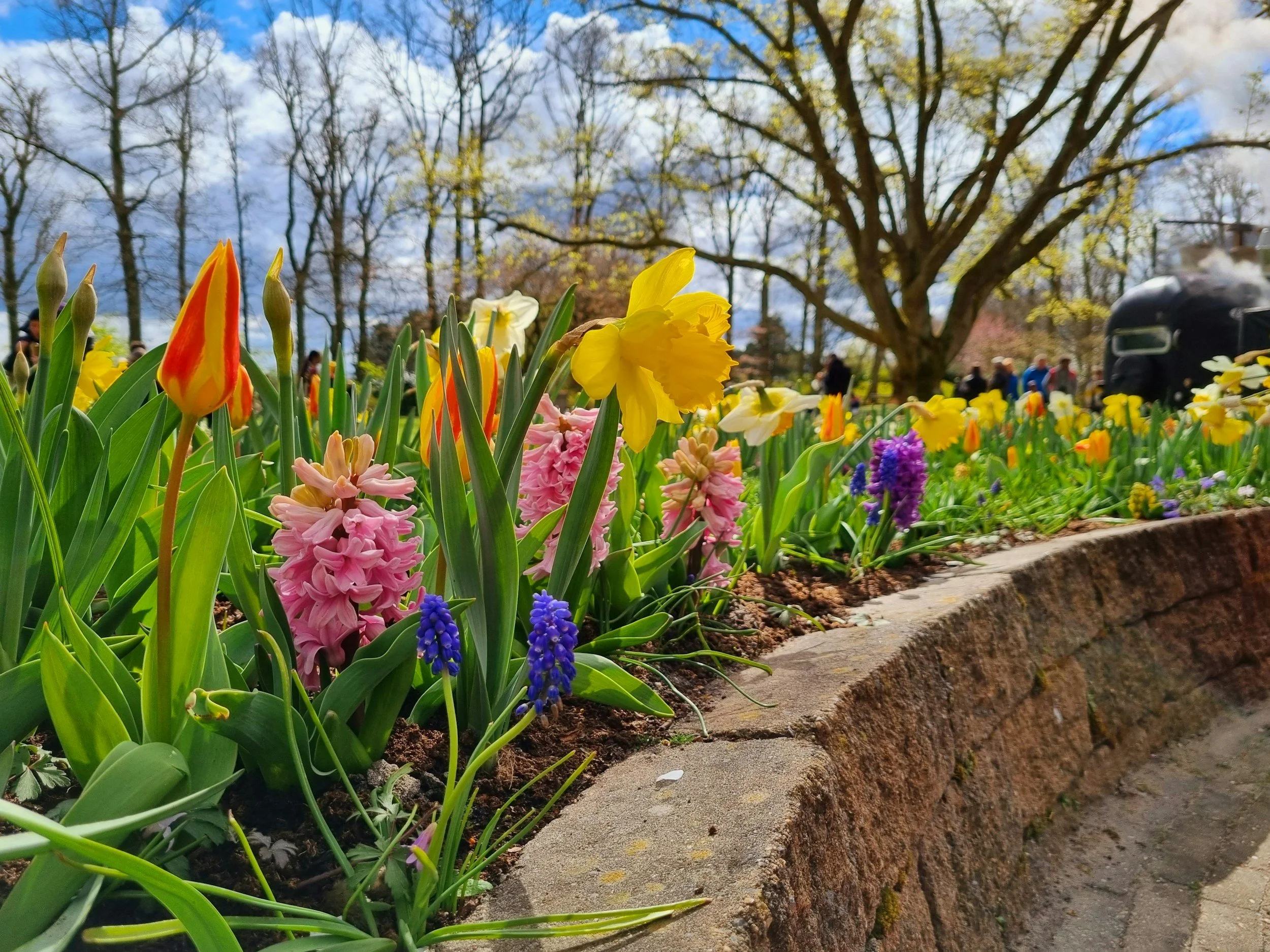 Colorful spring flowers, including daffodils, hyacinths, and tulips, in a garden with a large tree in the background, partly cloudy sky, people walking in the distance.