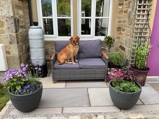 A small dog sitting on a gray outdoor sofa surrounded by flower pots with purple and pink flowers outside a stone building.