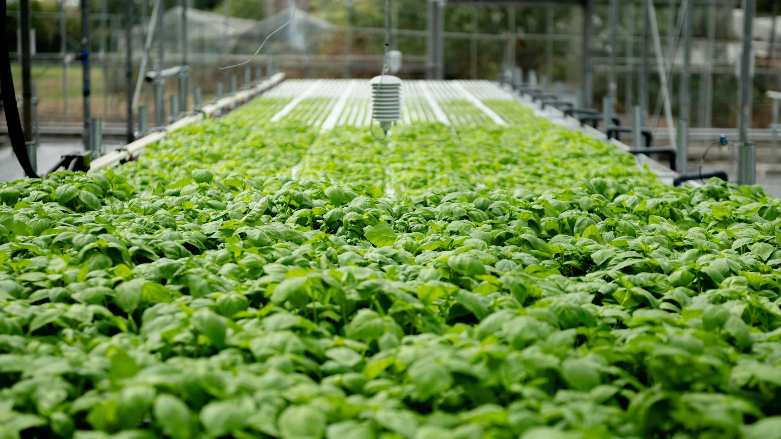 Bristol Basil Co | Discover Fresh, Local Basil