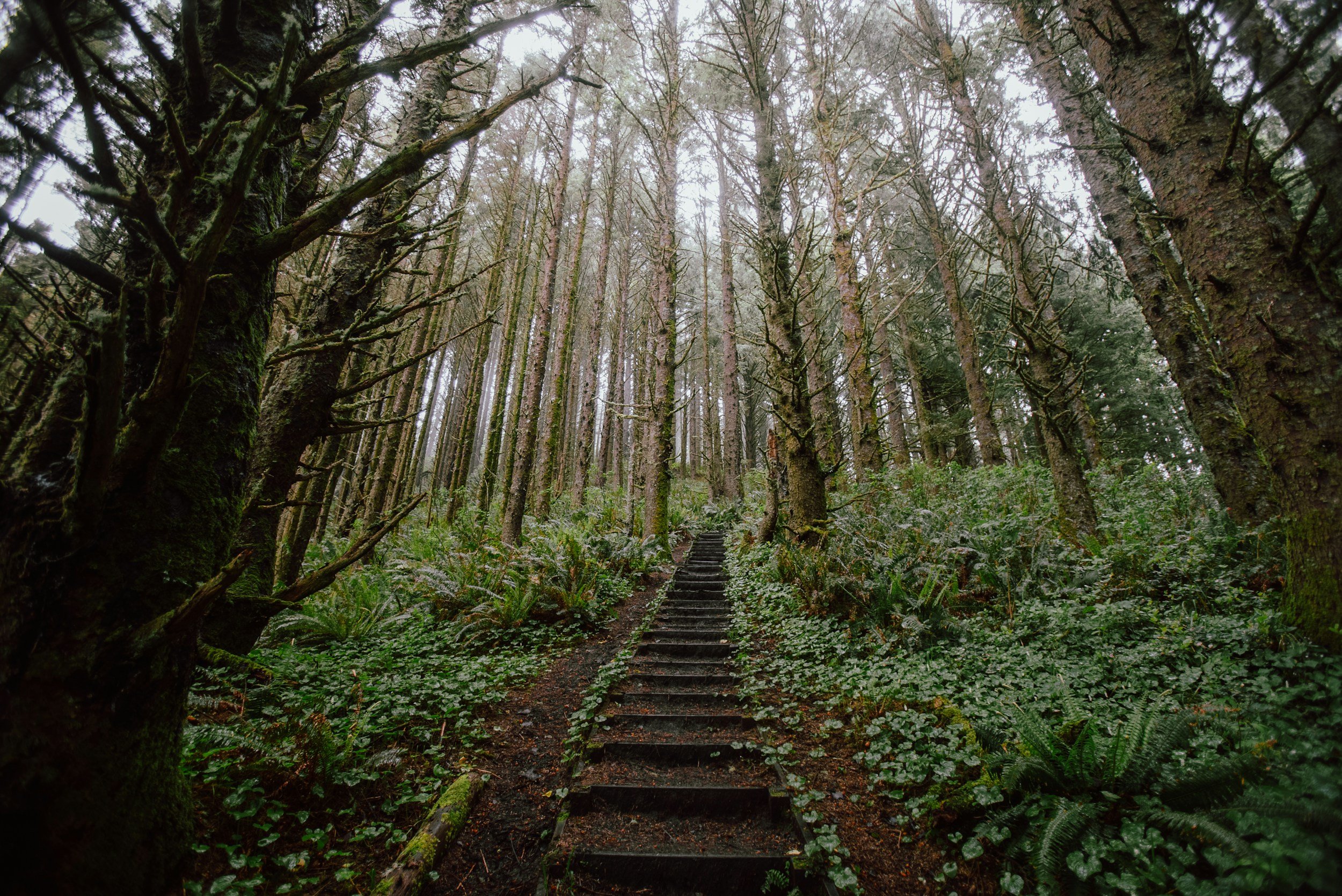 Forest path with wooden stairs ascending into tall trees, surrounded by greenery and moss.