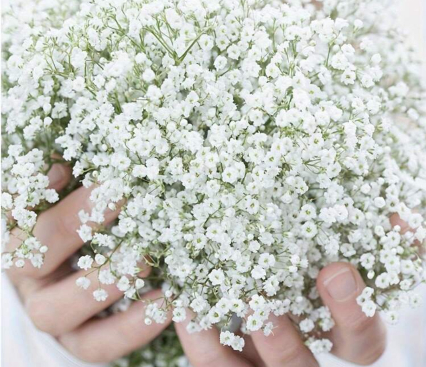 Baby's Breath