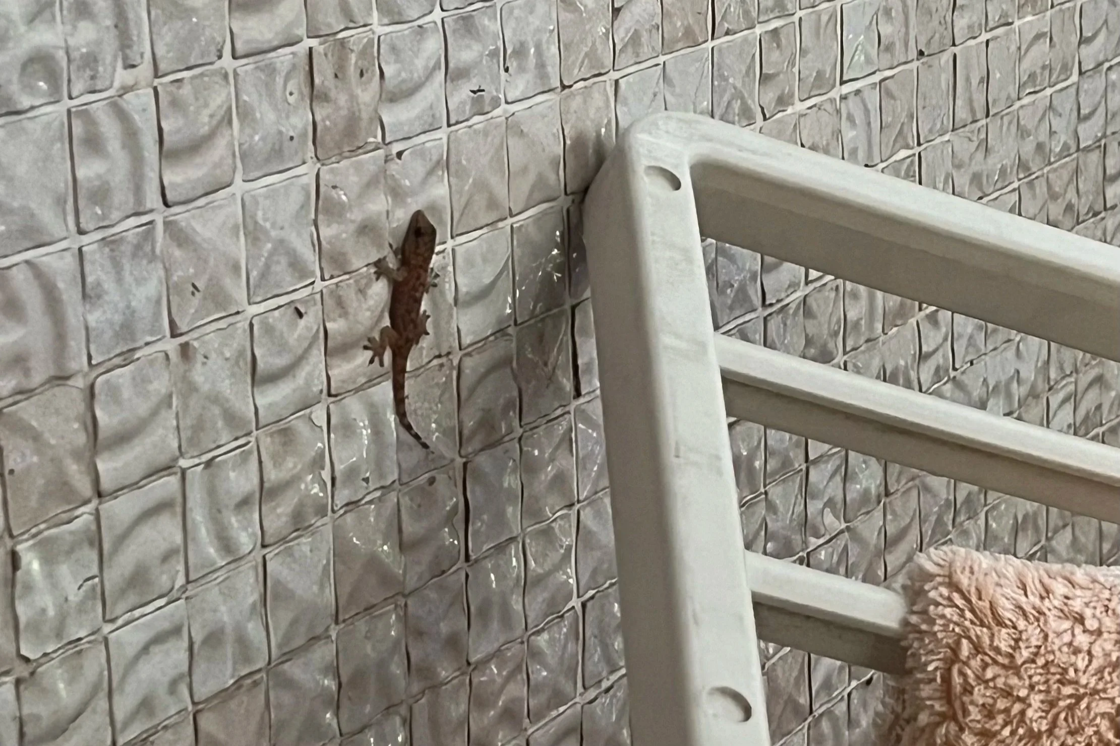 A small brown lizard on a tiled wall next to a white metal chair with a fluffy pink towel hanging from it.