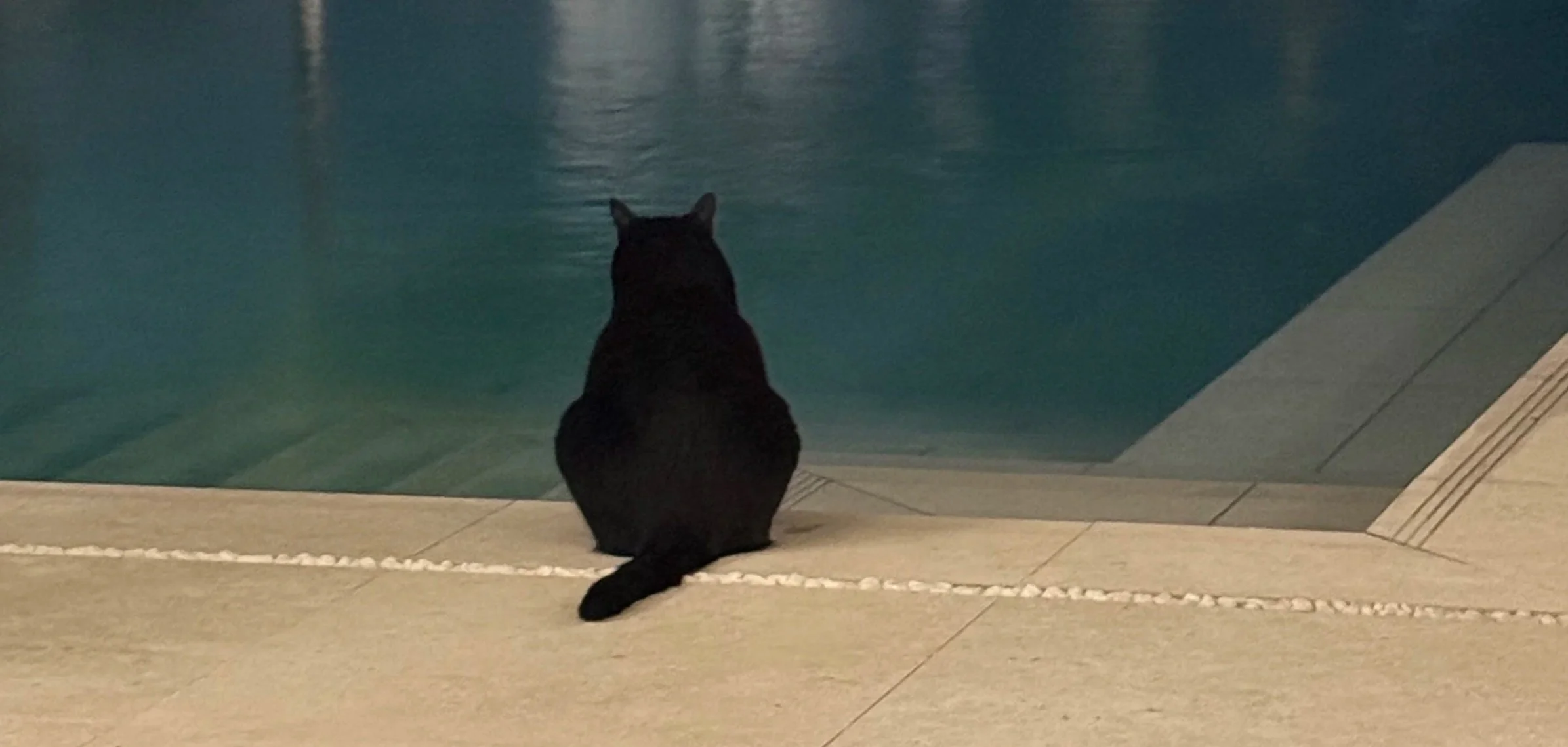 A black cat sitting on a poolside patio looking at the swimming pool at night.
