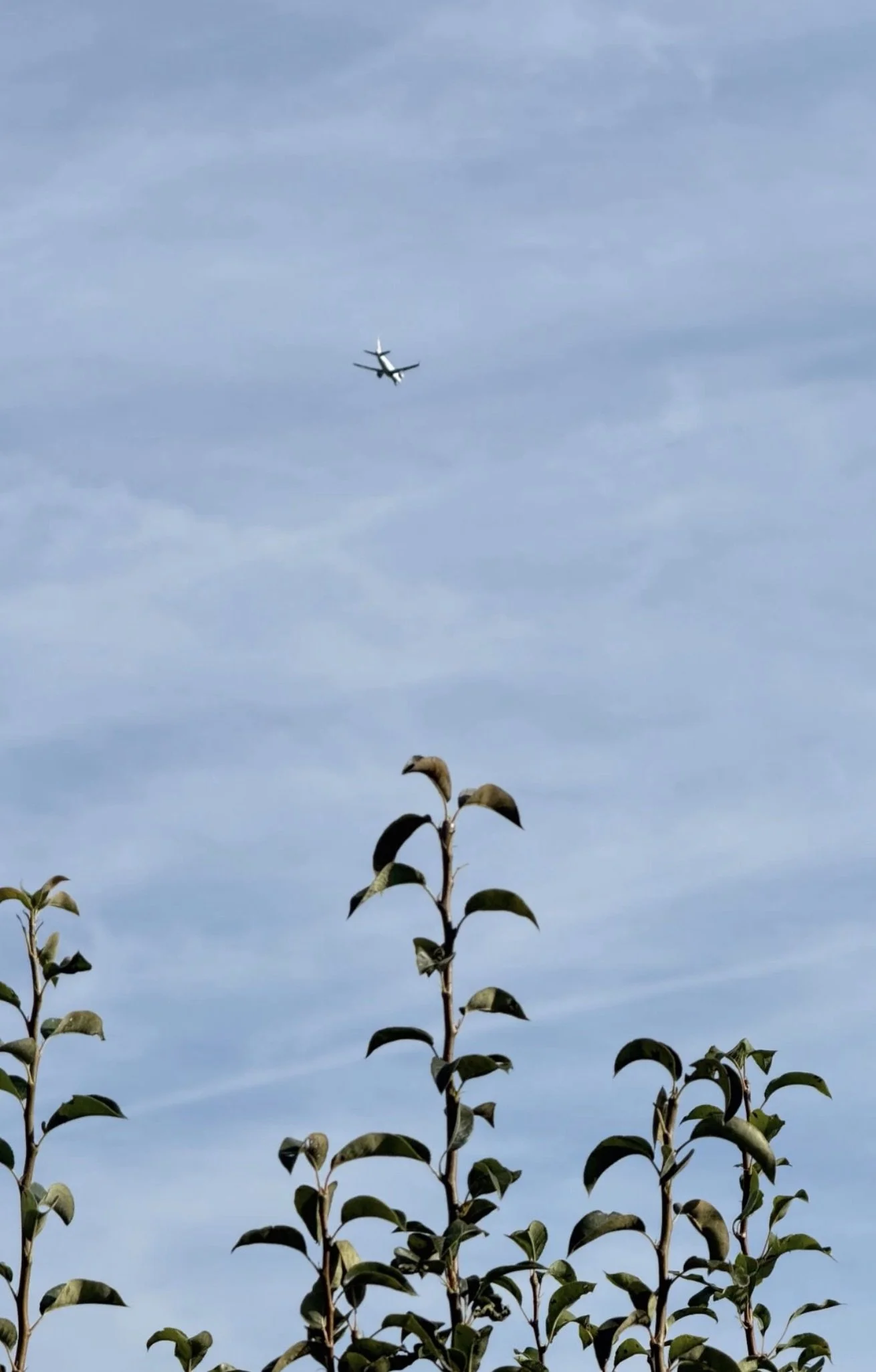 Photo of a blue sky with wispy clouds, an airplane flying overhead, and trees with dark green leaves in the foreground.