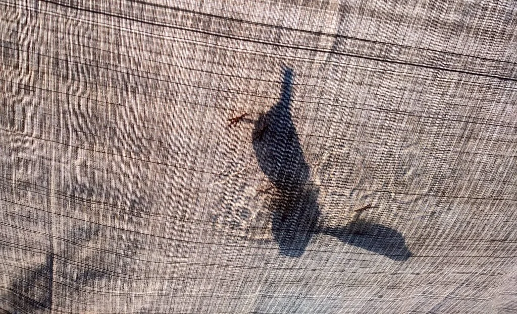 A moth is seen through a mesh screen, casting a shadow on a textured surface.