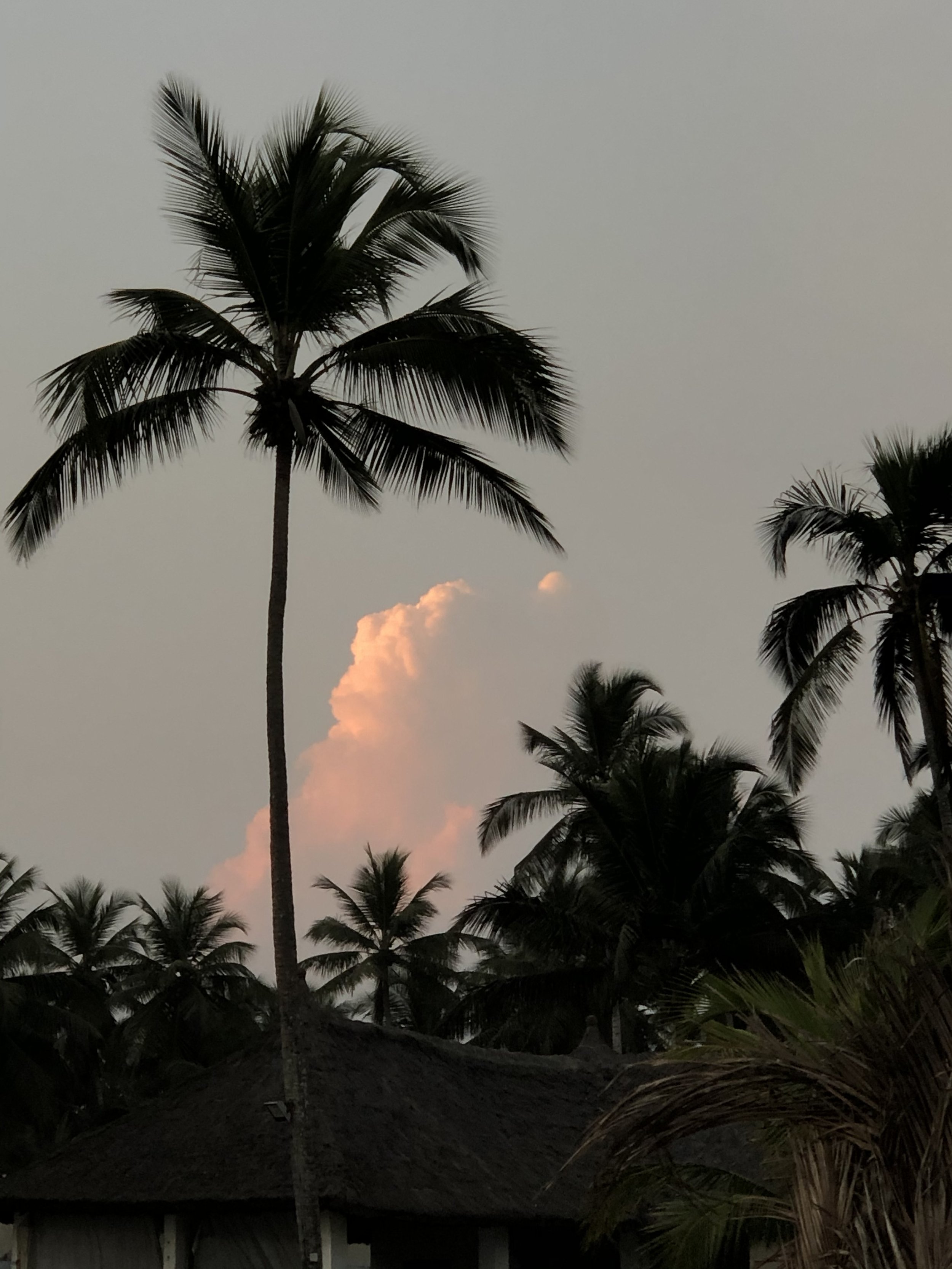 Silhouettes of tall palm trees against a darkening sky with a pink-tinged cloud.