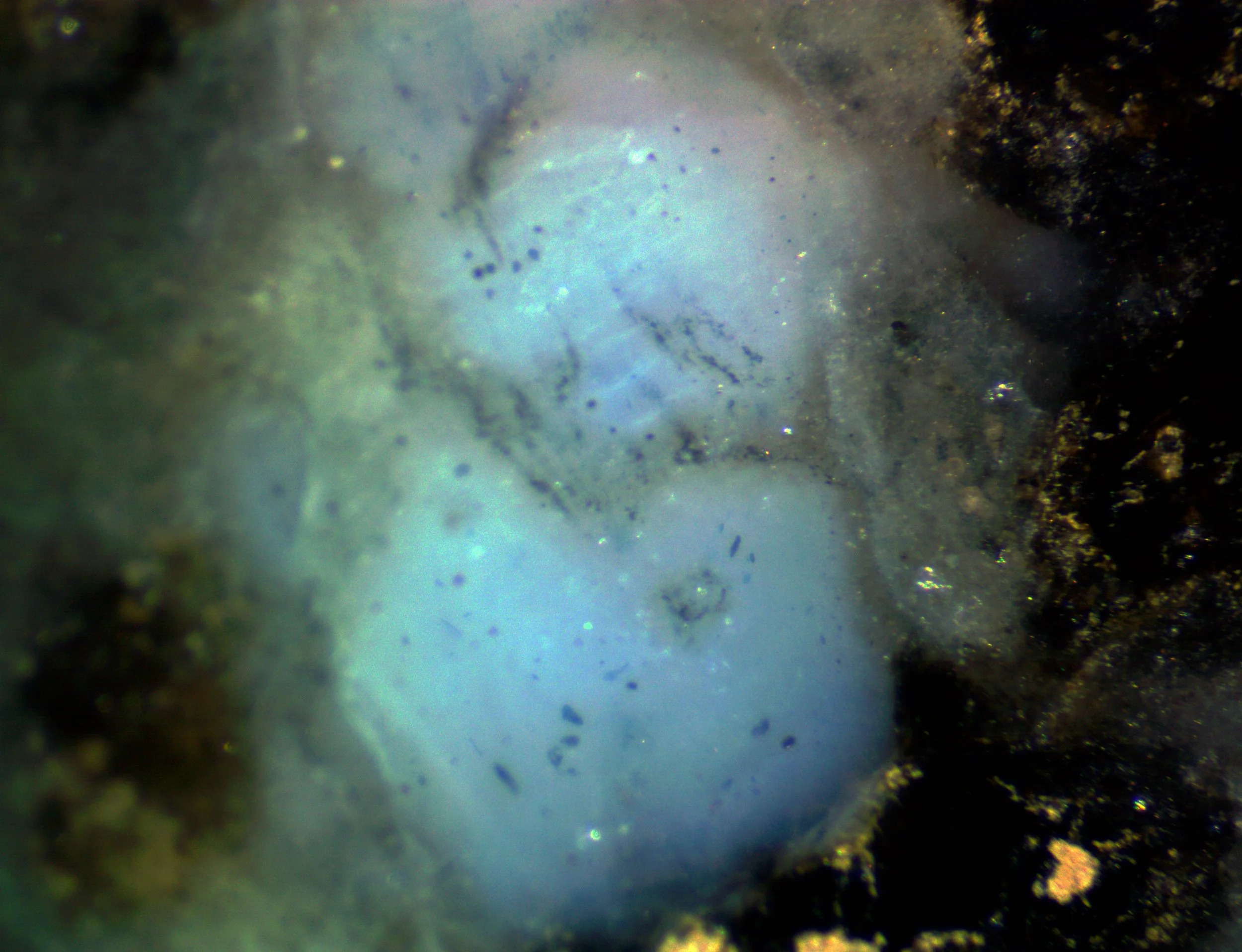 Polished section of the Albești metagranite (Romania).