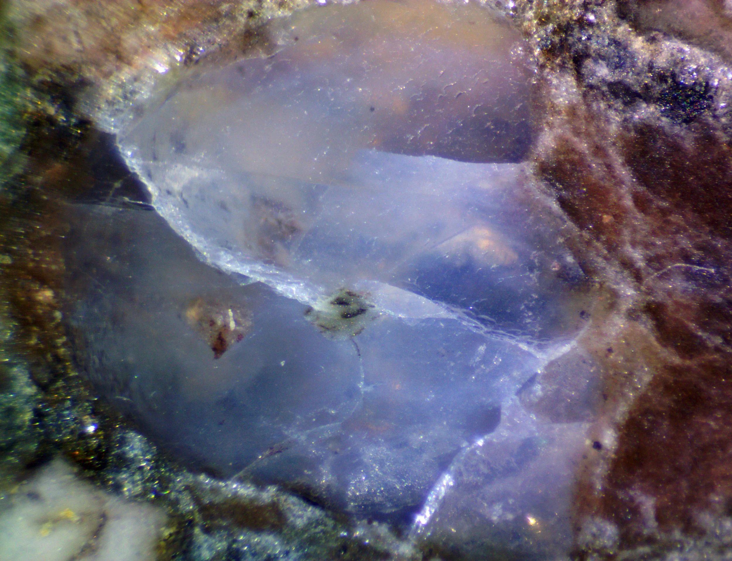 Polished section of the Rio dos Remédios alkali rhyolite (Bahia, Brazil).