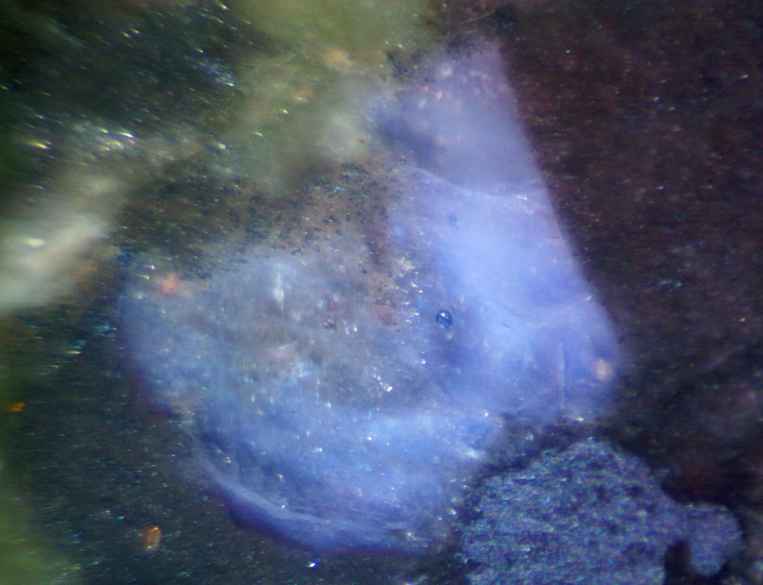 Polished section of the Rio dos Remédios metarhyolite (Bahia, Brazil) showing blue quartz with color zoning.