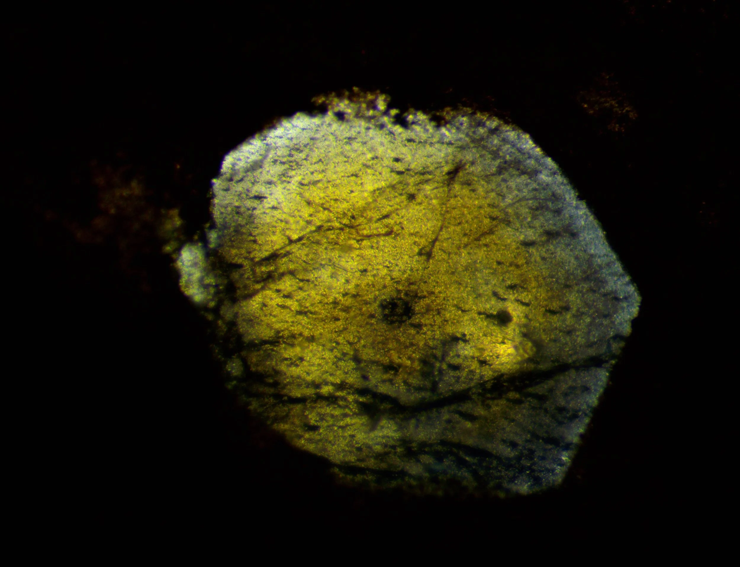 The polished section of the Llano rhyolite (Texas, USA) from the previous image, showing the color change in transmitted light.