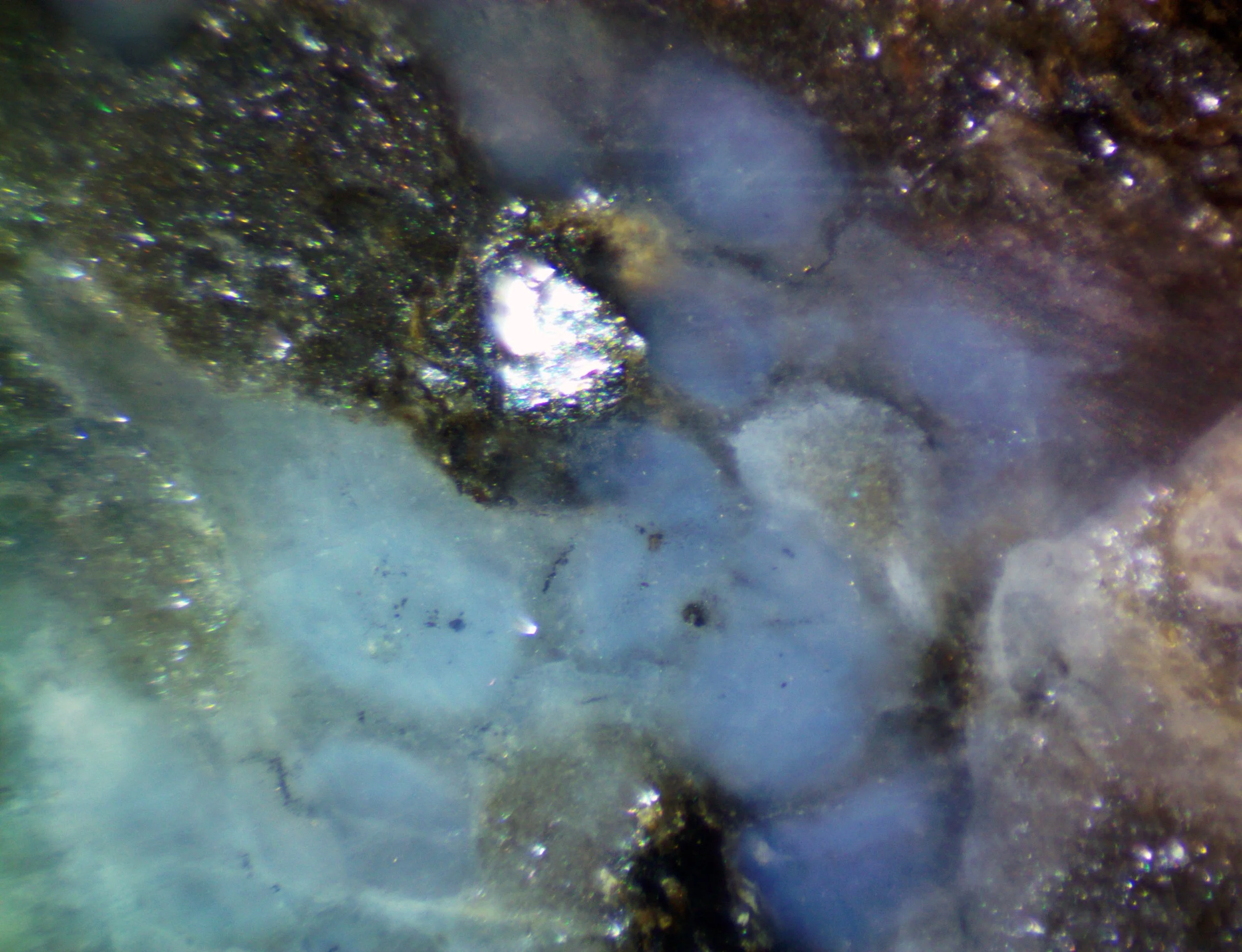 Polished section of the Albești metagranite (Romania) showing blue quartz with color zoning.