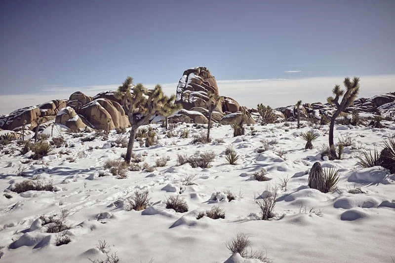 Joshua Tree national Park covered in snow. by Jon Enoch.