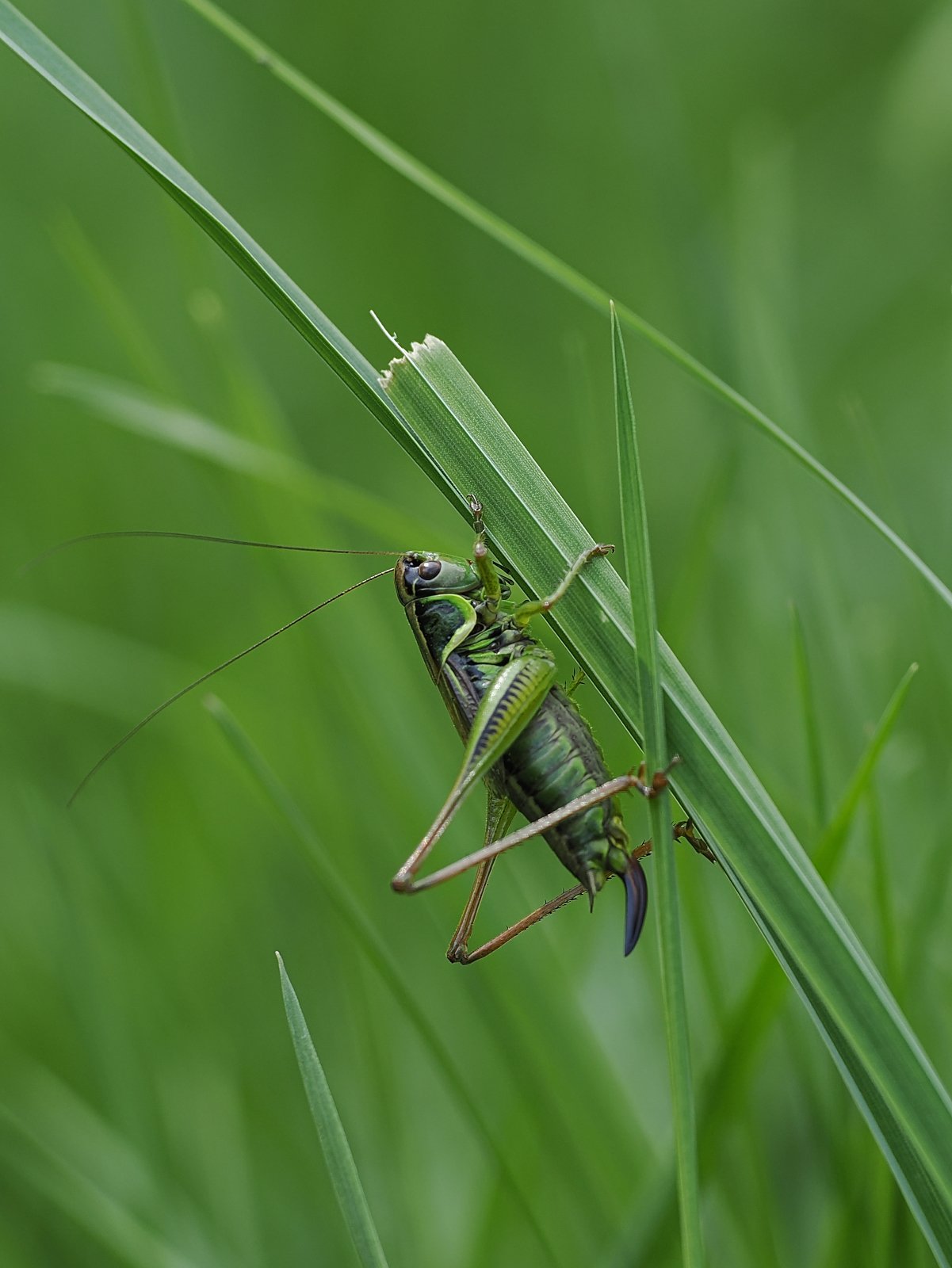 P8060127_ji_web.jpg
