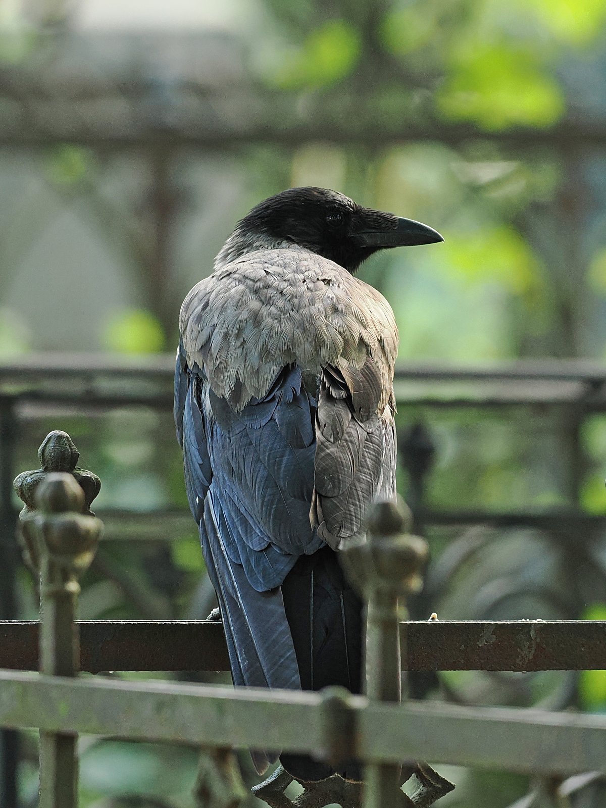 P6180120ii_ji_web.jpg