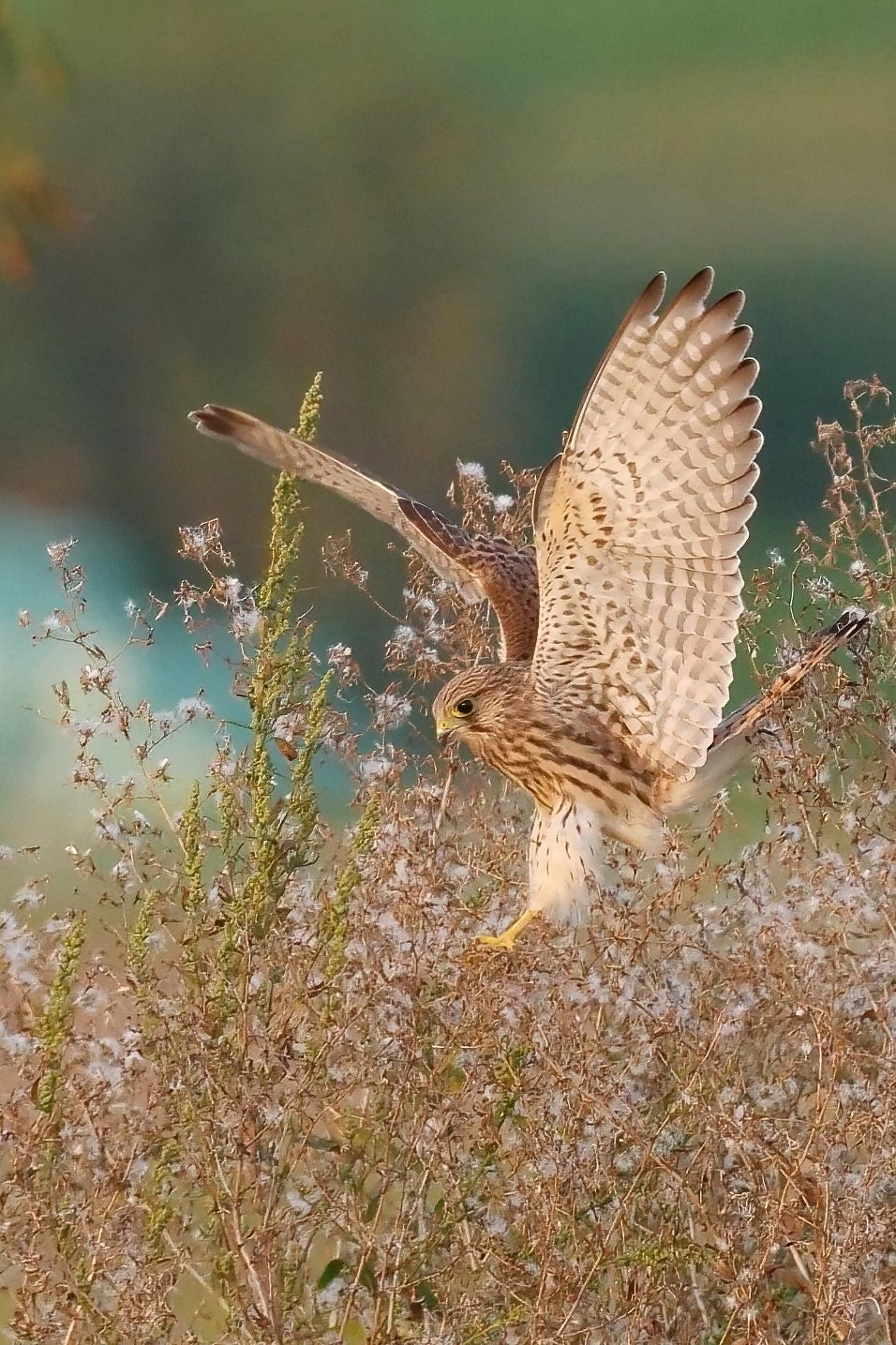 Junger Turmfalke.jpg