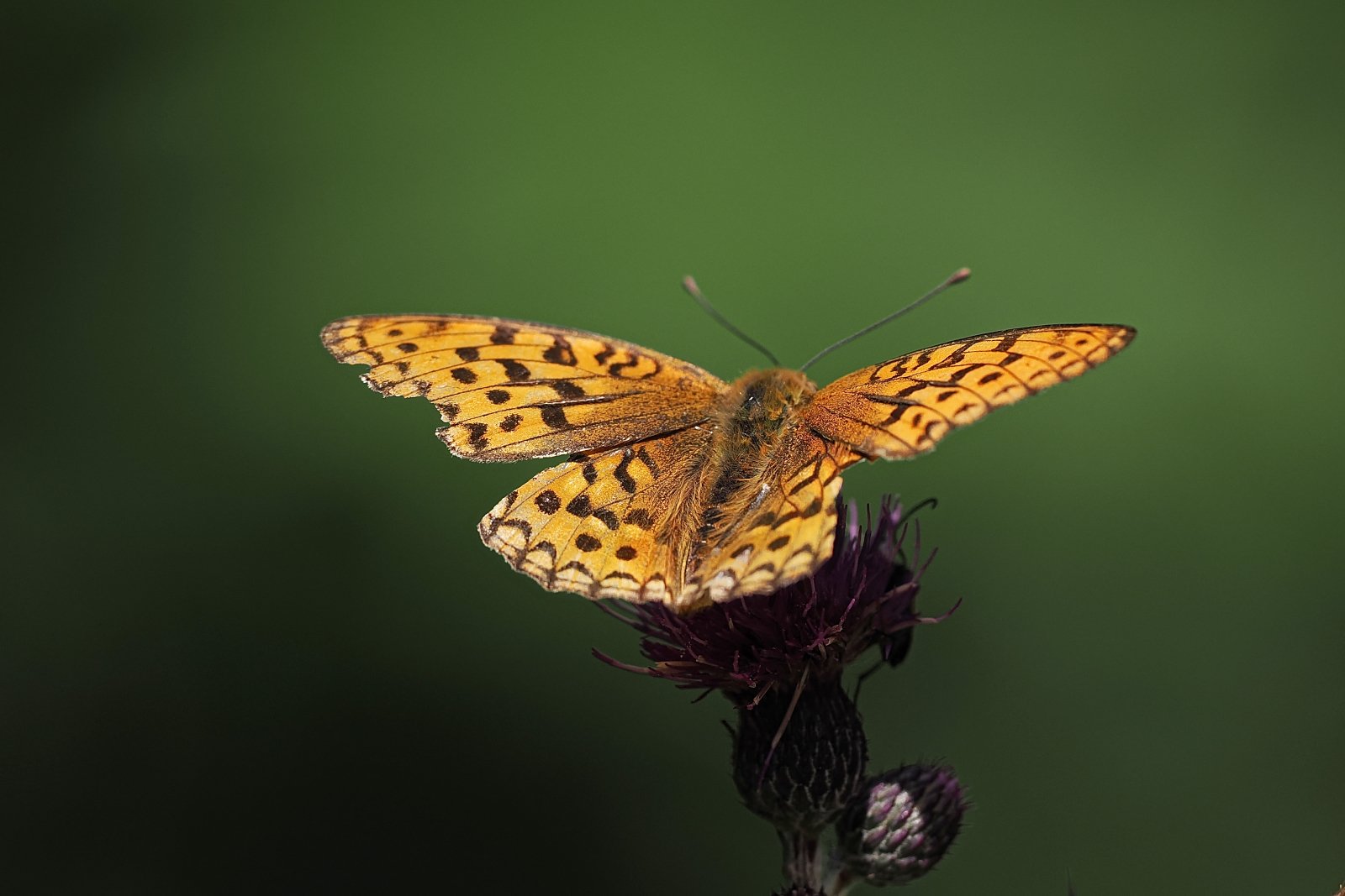 P8070668ii_ji_web.jpg