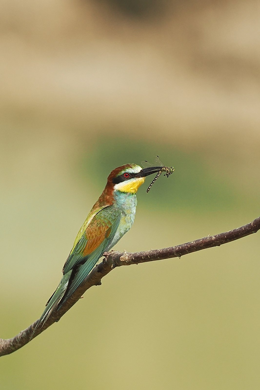 P7160254_ji_web.jpg