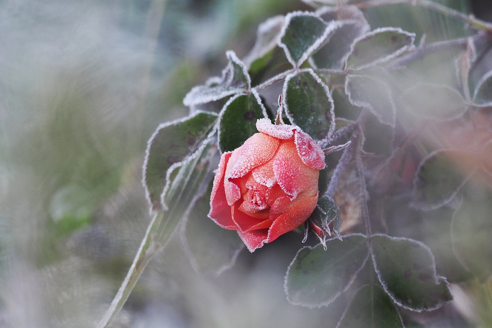PB100398-neu_ji_ji_ji_web.jpg