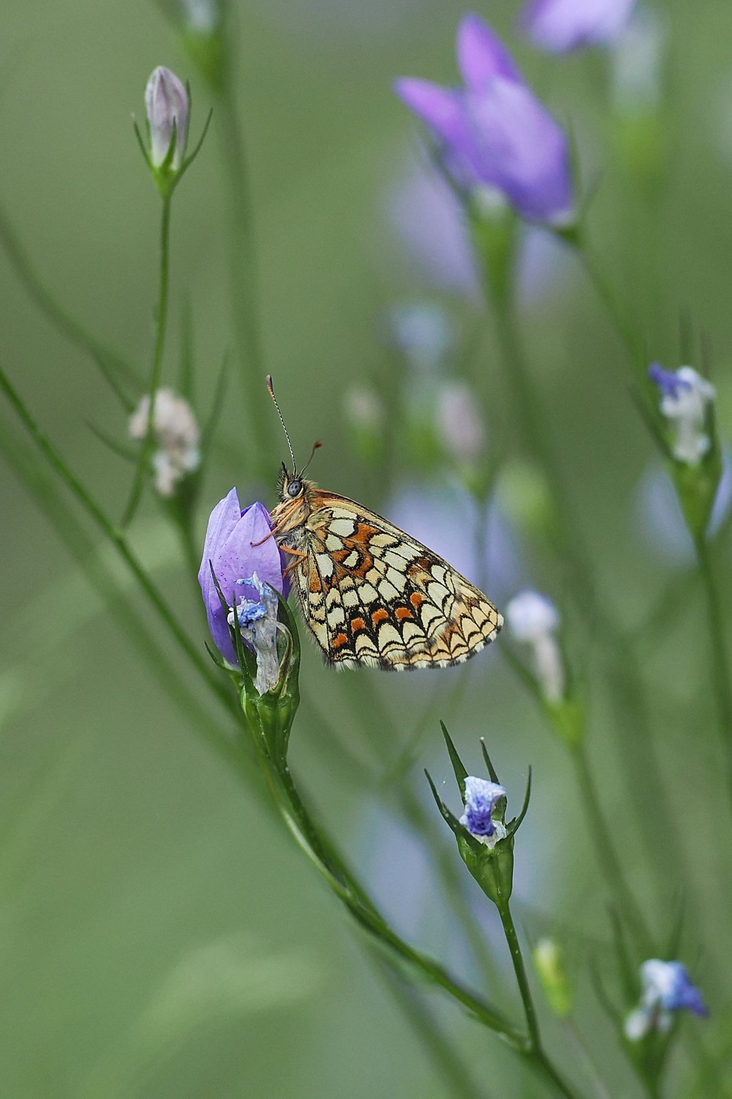 P7060350_iiji_ji_web.jpg