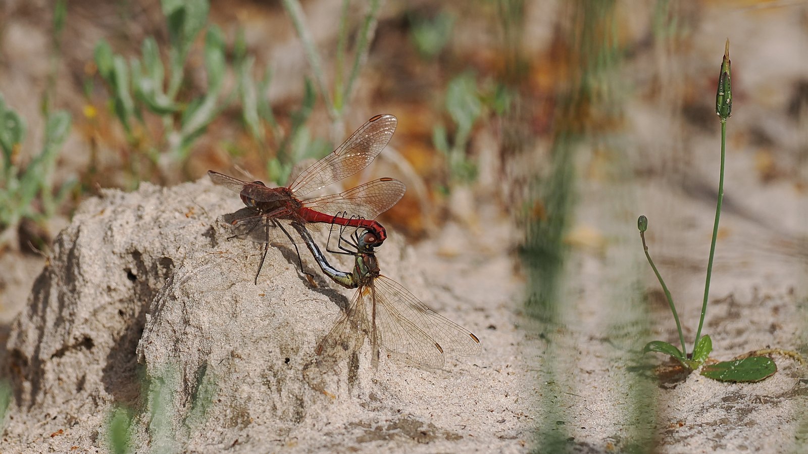 PA071760_ji_web.jpg