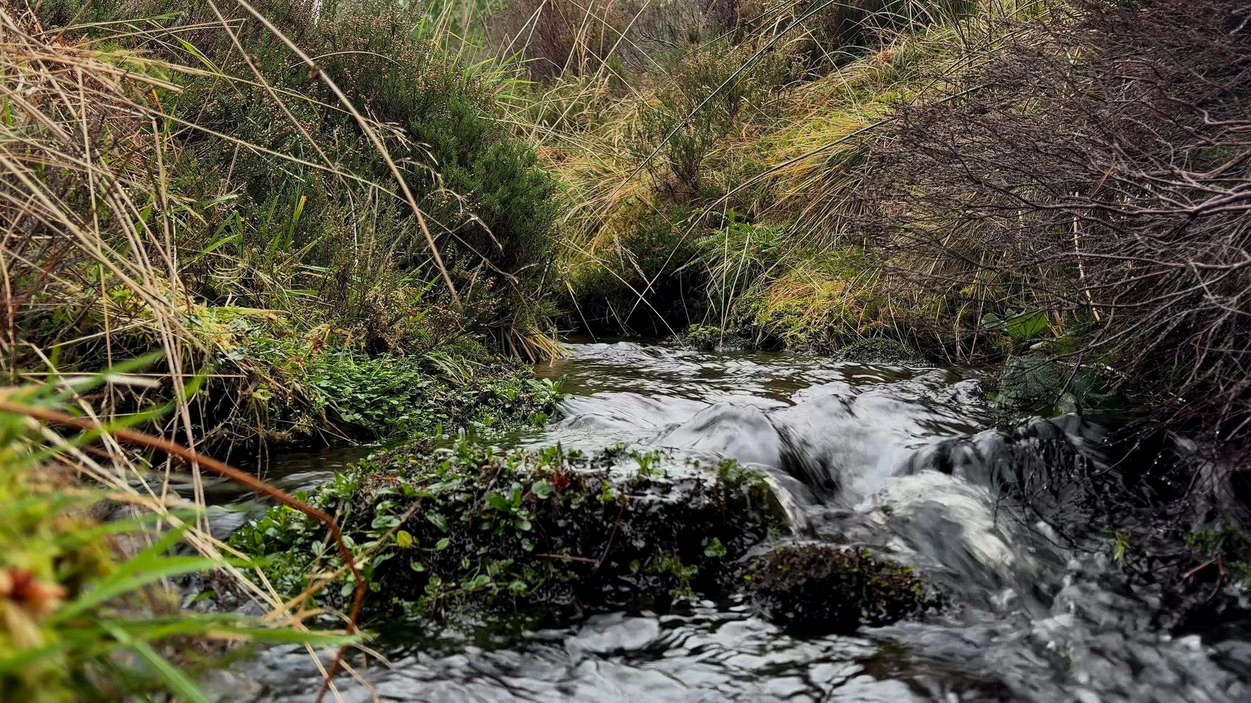 Where Colour Runs - Limited Digital Artwork