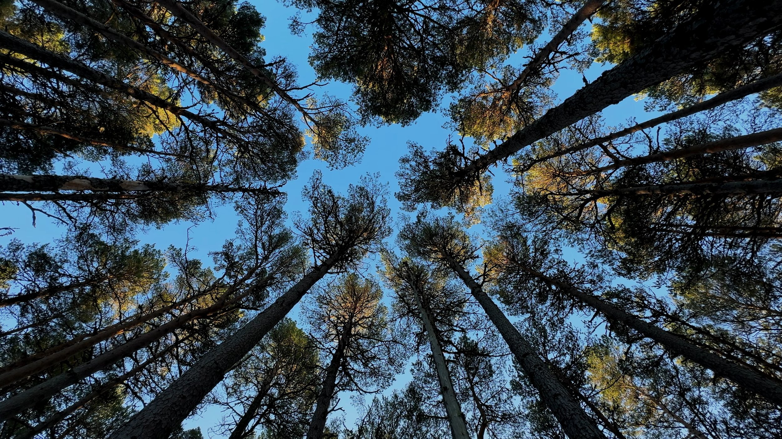 008 - FIM - Fine Art Cover.jpg