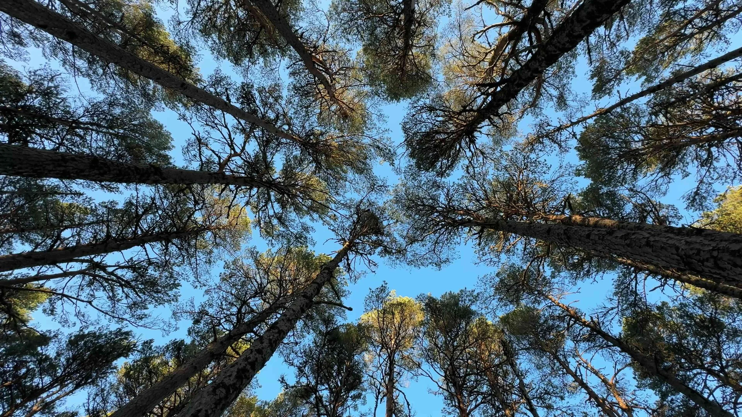 006 - FIM - Fine Art - Cover .jpg