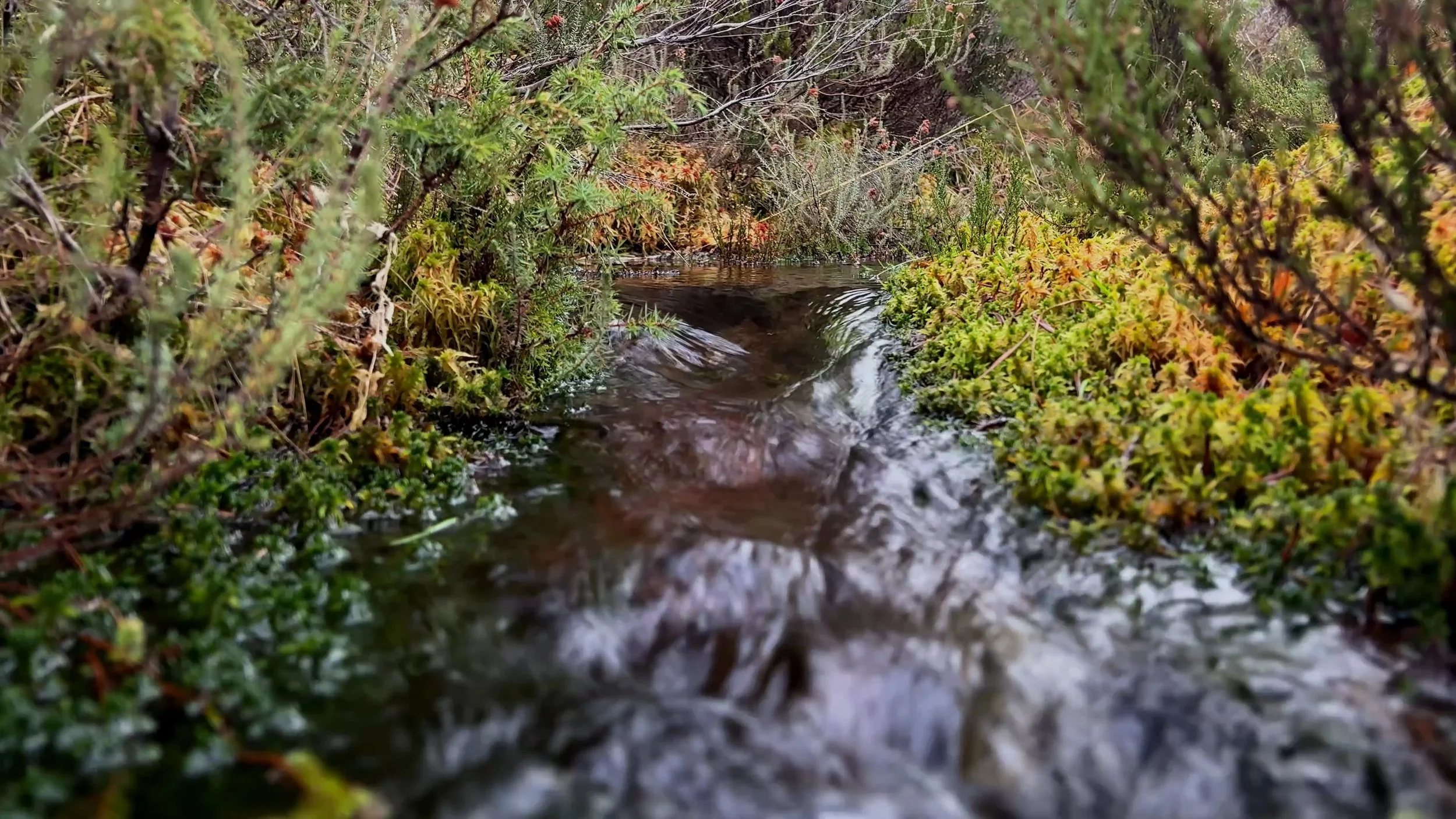 Still Through The Green - Limited Digital Artwork