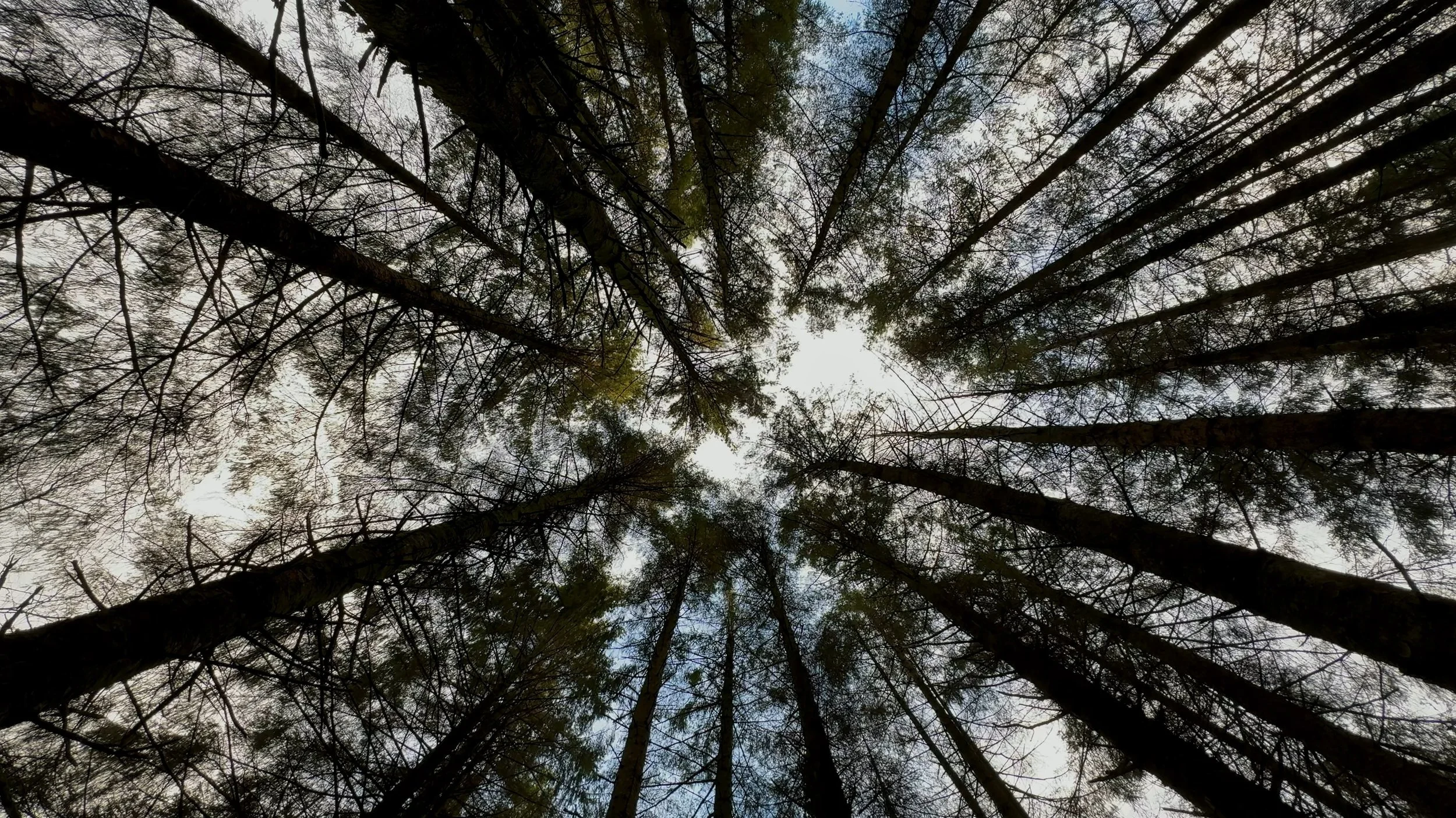 004 - FIM - Fine Art Cover.jpg