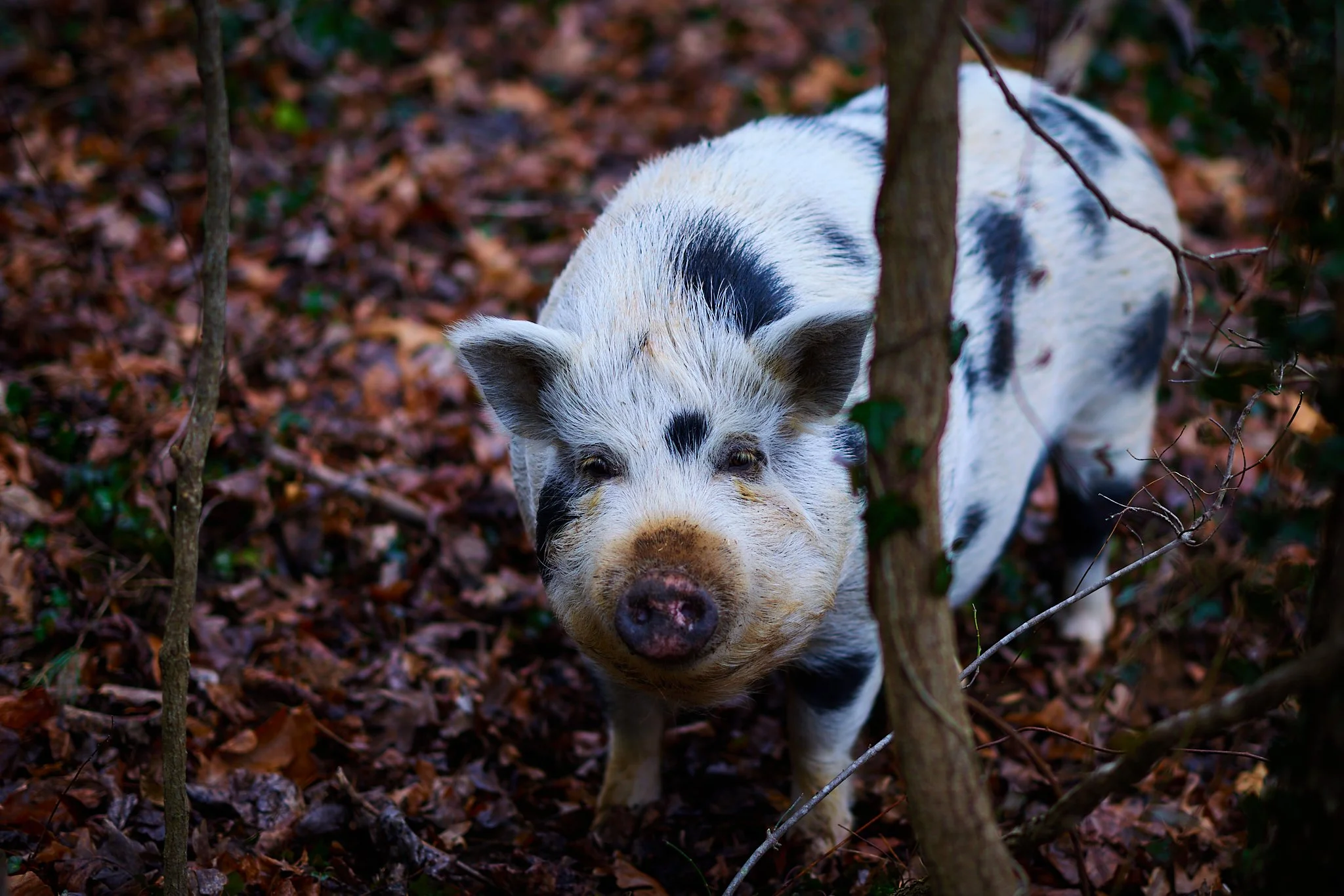 woods0011_JPEG Quality 100.jpg