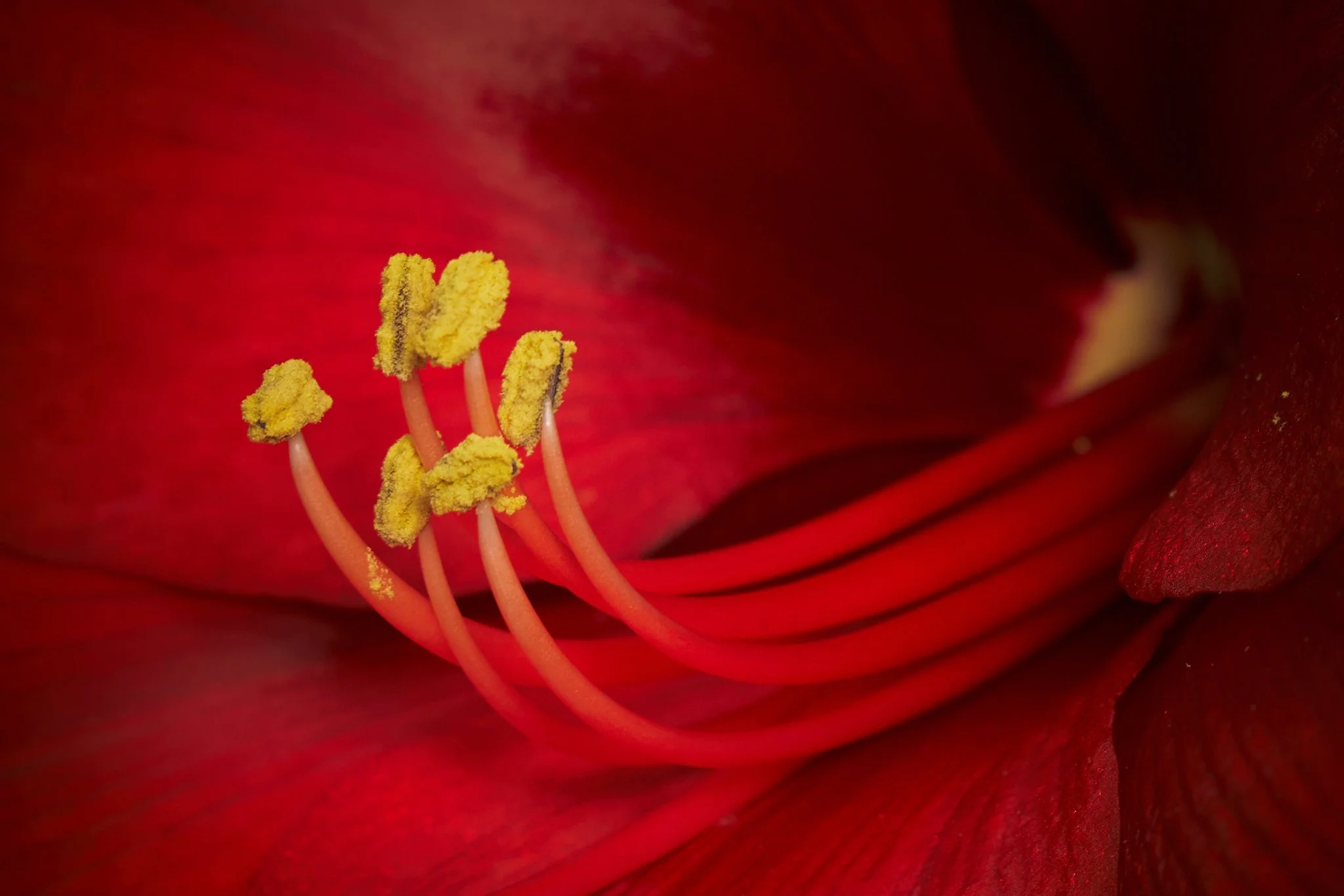 flower0073_JPEG Quality 100.jpg