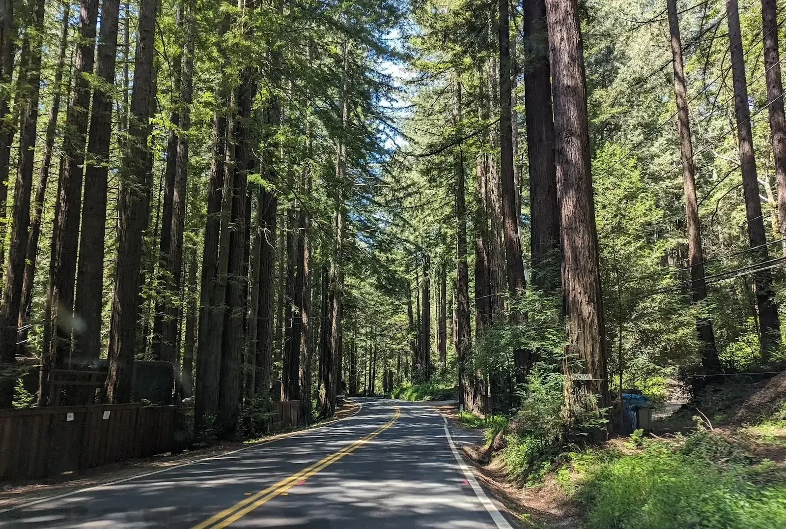 A winding road through a dense forest with tall trees and green foliage.