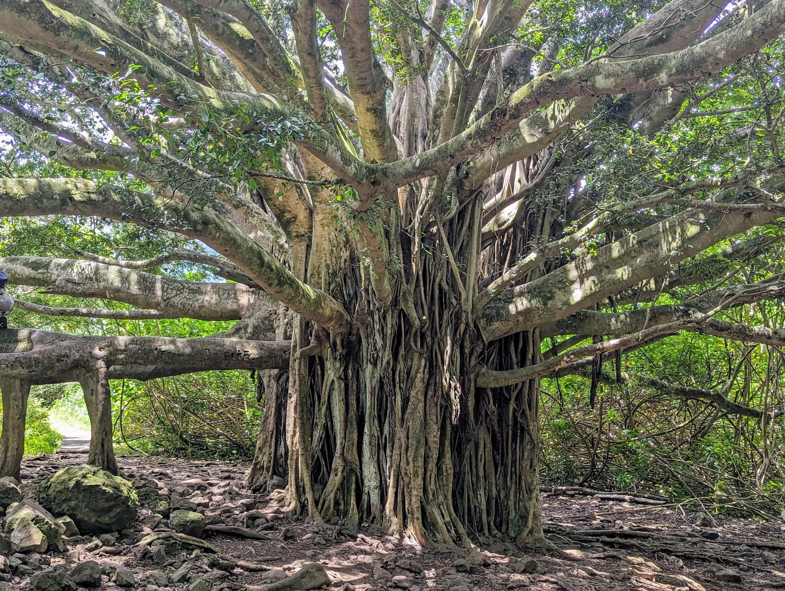 A large, ancient tree with a thick, textured trunk and sprawling branches extending in all directions, surrounded by green foliage and rocky ground.