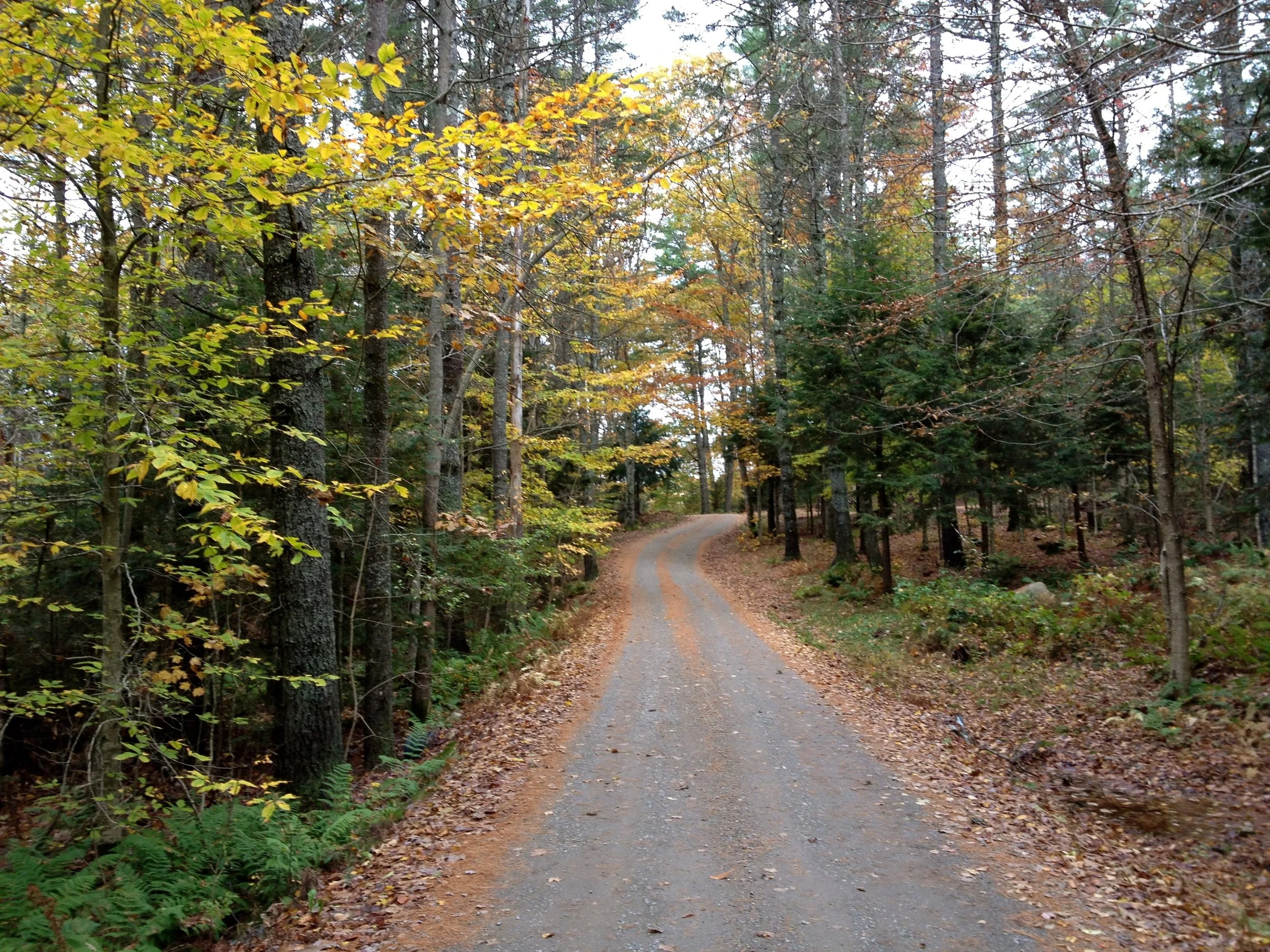 A winding dirt trail through a forest with trees showing autumn colors, fallen leaves on the ground.