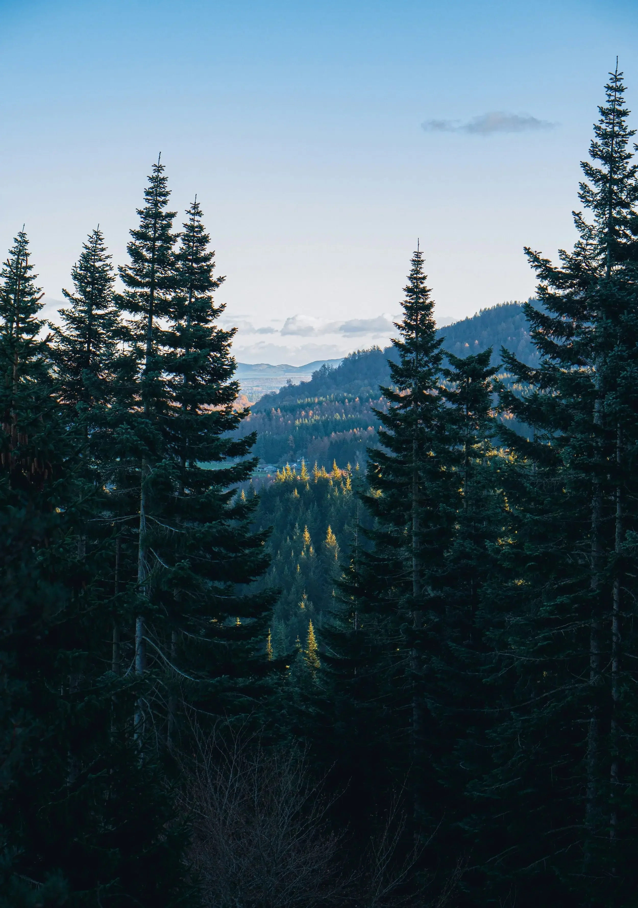 Landscape of a forest with tall evergreen trees and distant mountains under a clear sky.
