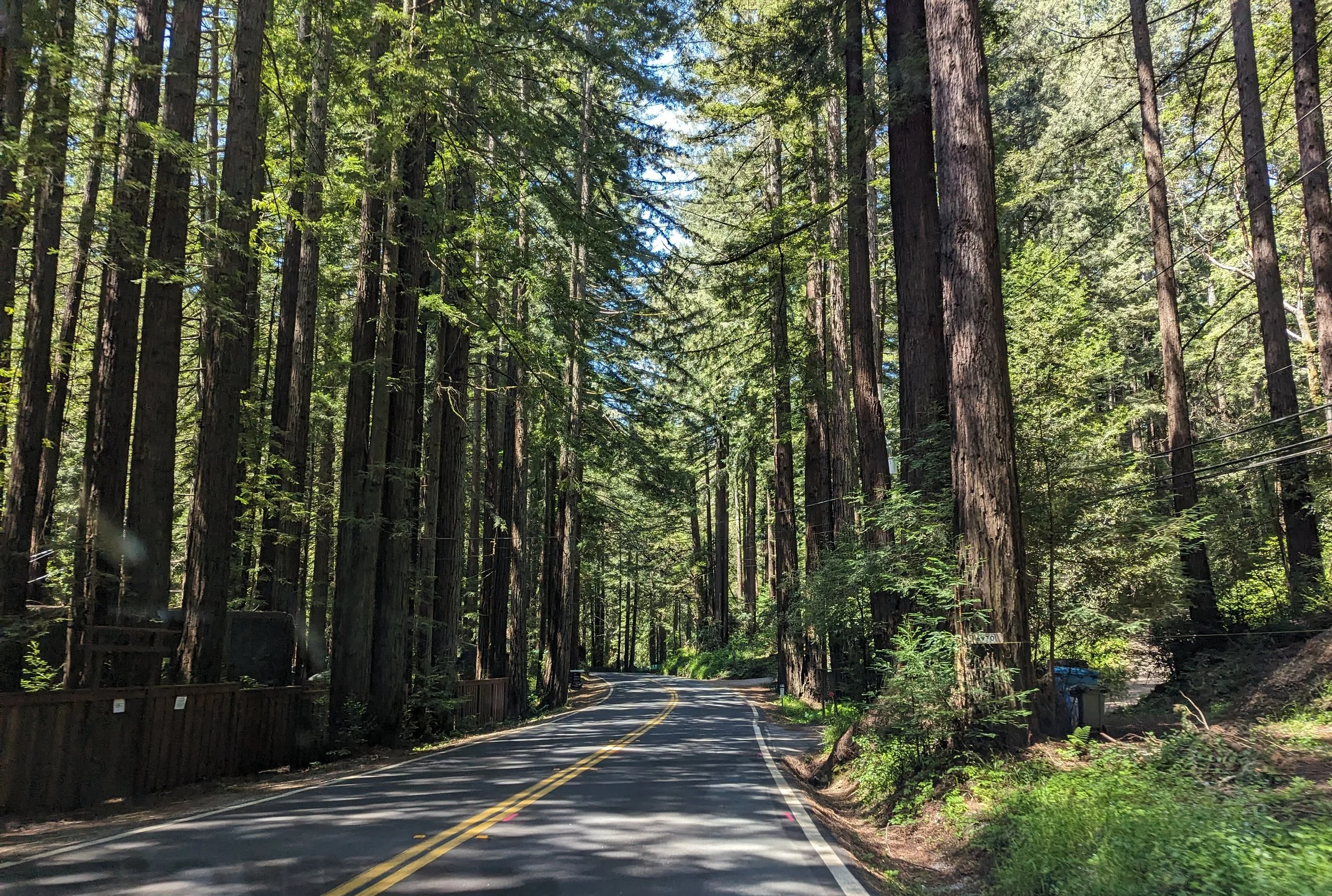 A winding road through a dense forest with tall trees and green foliage.