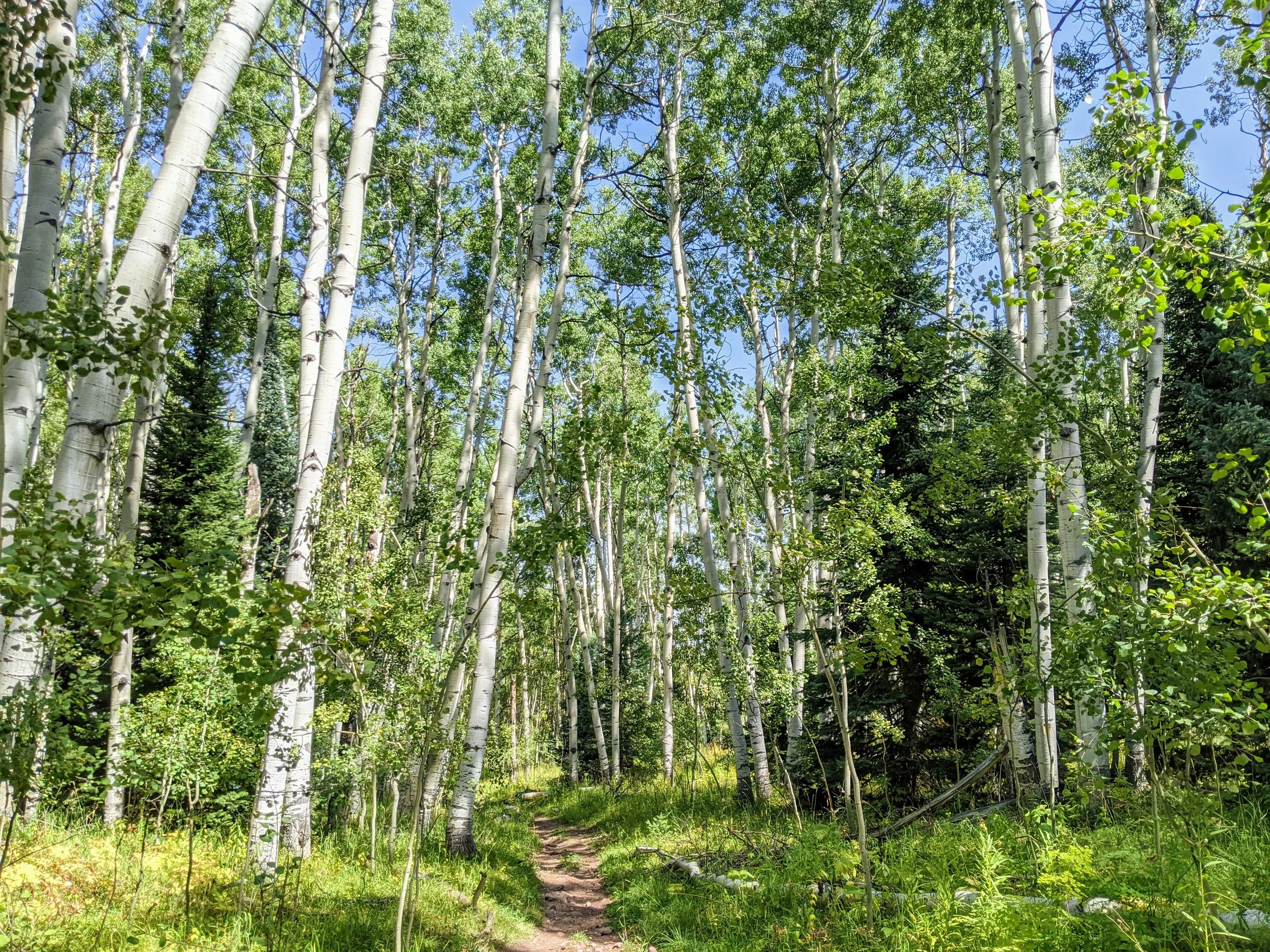 A trail running through a lush green forest of tall aspen trees with white bark, green leaves, and a bright blue sky overhead.