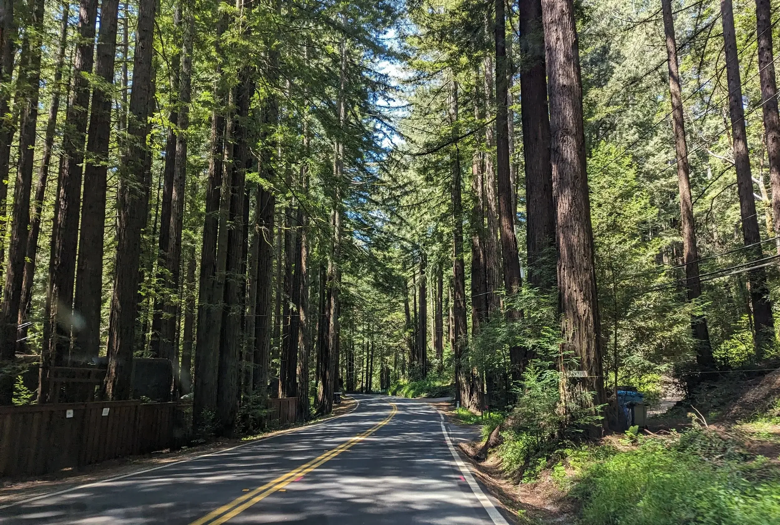 A winding road through a dense forest with tall trees and green foliage.