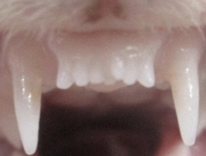 Can We Regrow an Entire Missing Tooth?