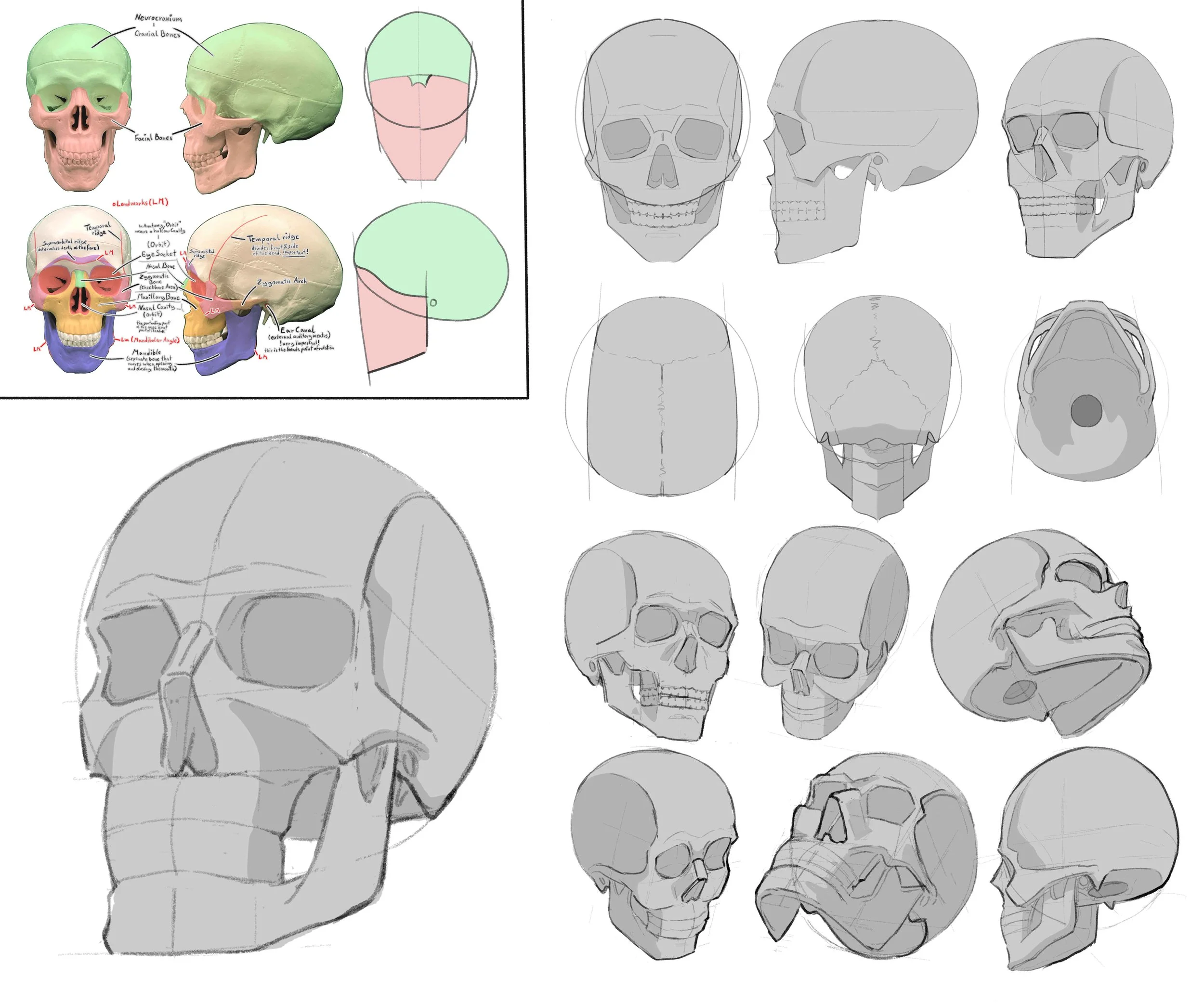 30 Head Structure and Simplification.jpg