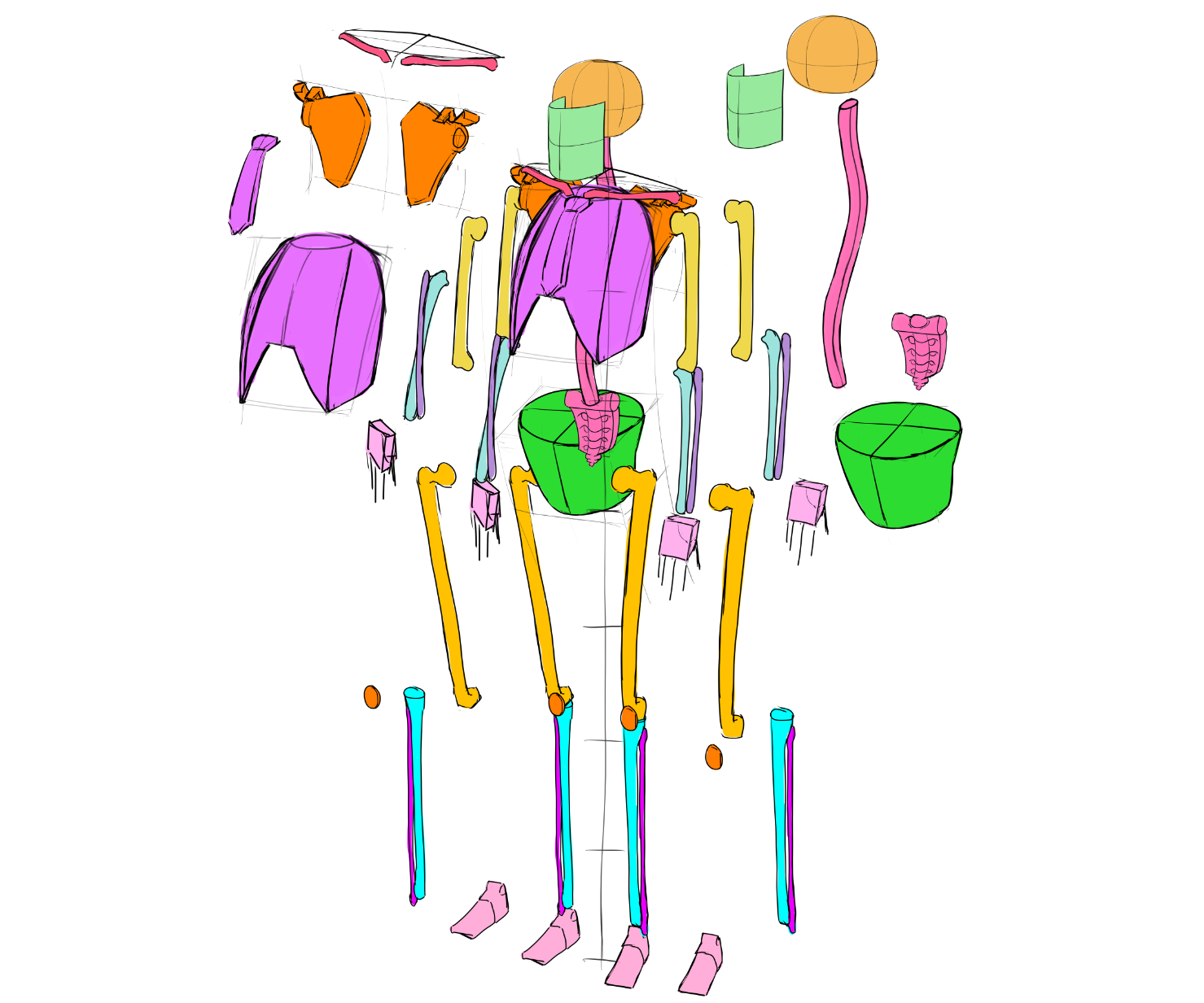 simple bone anatomy.png