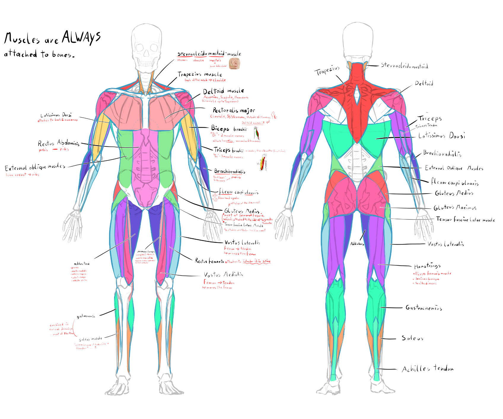 muscle anatomy.png