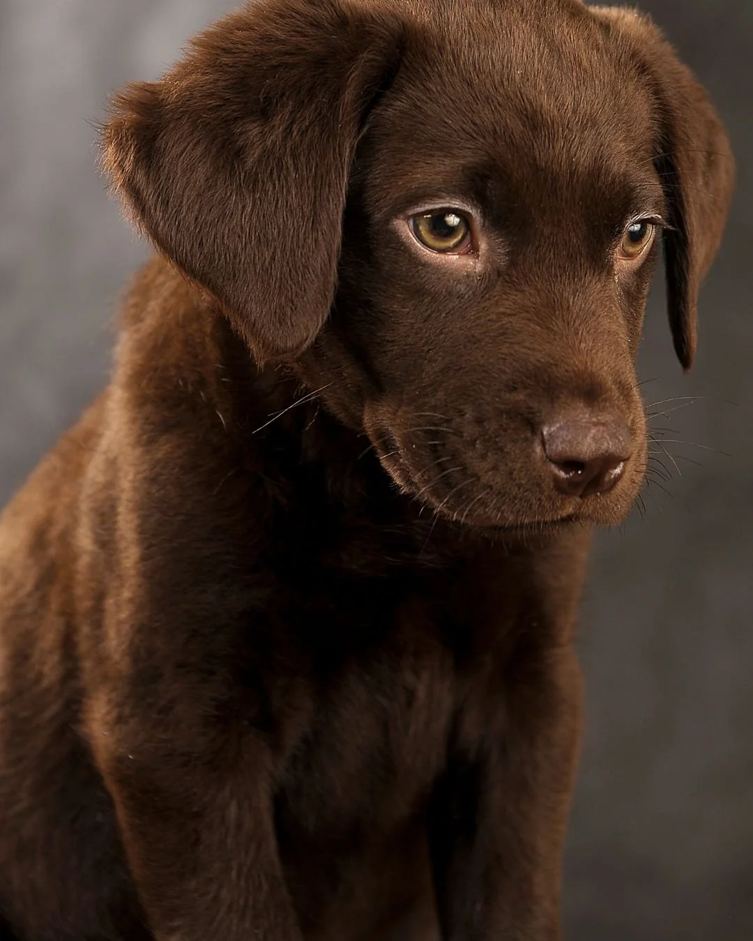 A brown dog puppy