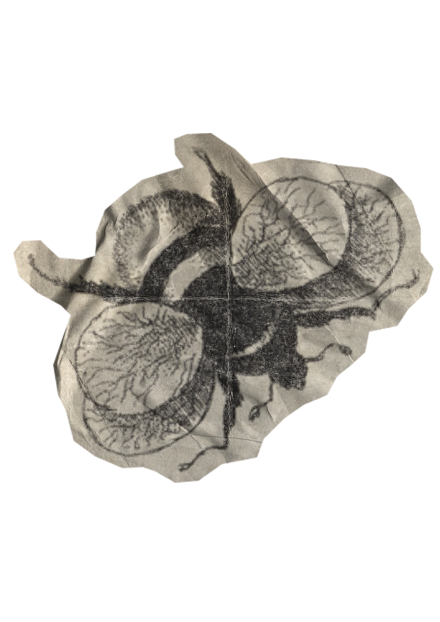 Black and white vintage illustration of a human hand holding a crumpled piece of paper with detailed drawings of plant cross-sections.