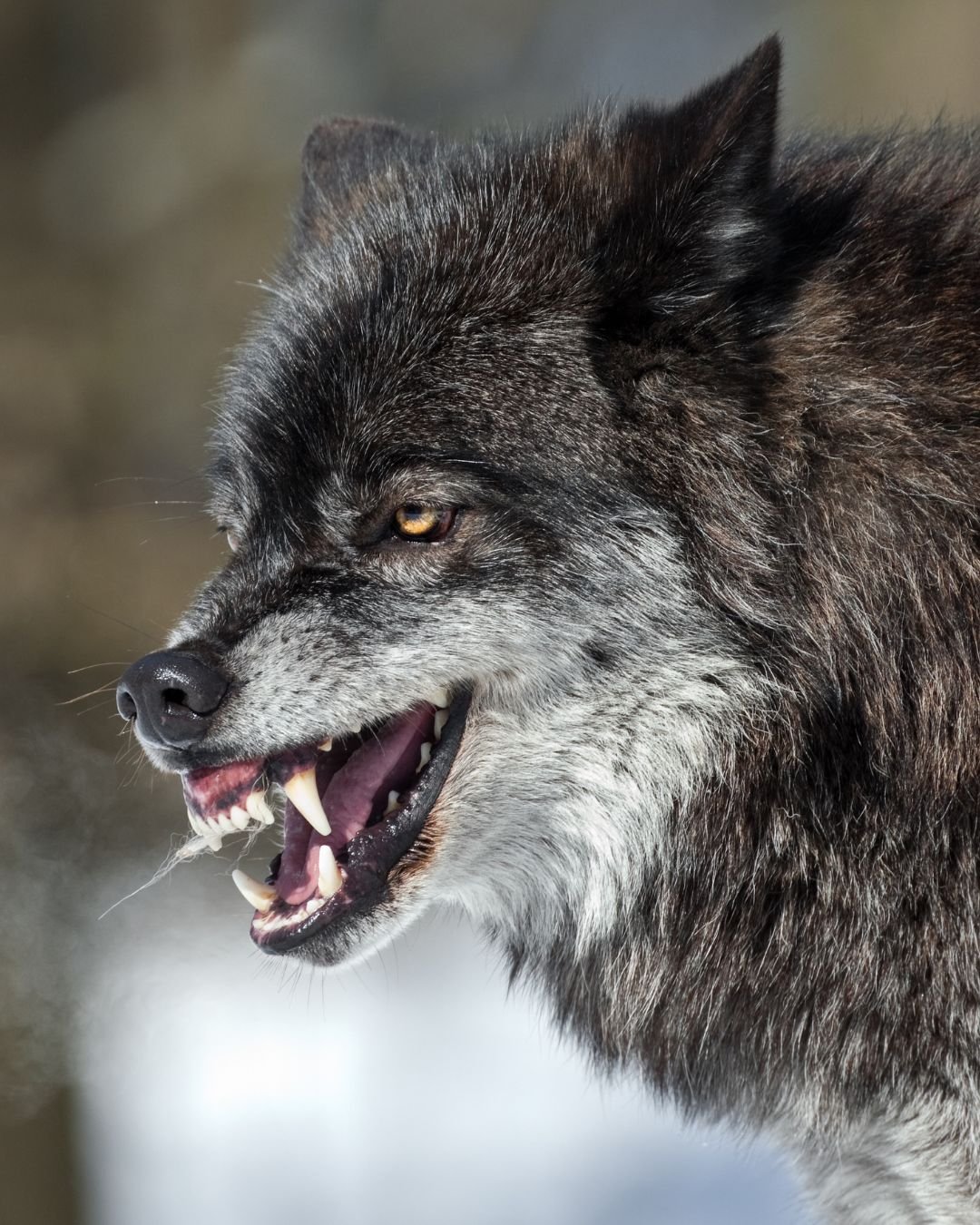 A snarling old dog