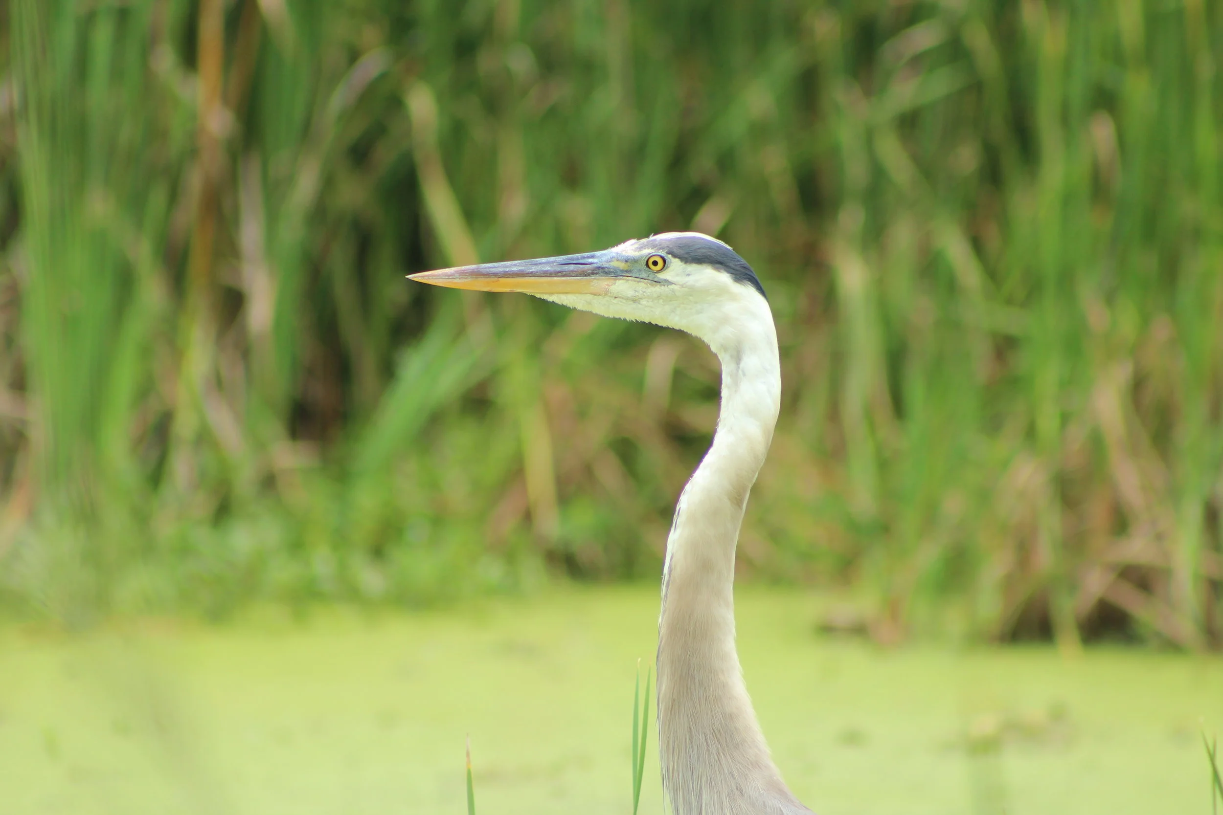 Great Blue Heron at Magnolia Plantation, Charleston.